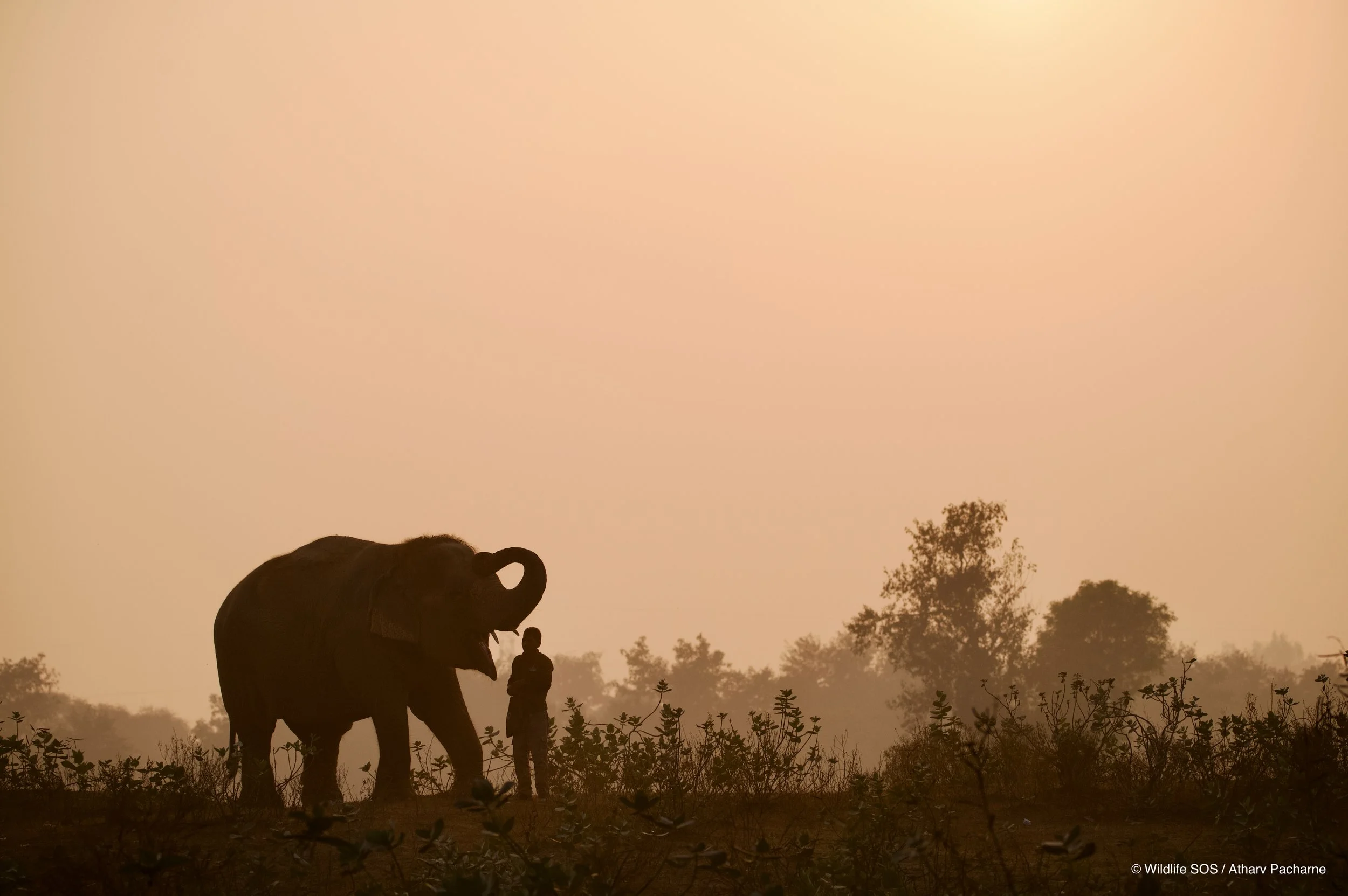 251215_ECCC_ATHARVA PACHARNE_ELEPHANT_LAXMI_EVENING WALK_9.jpg
