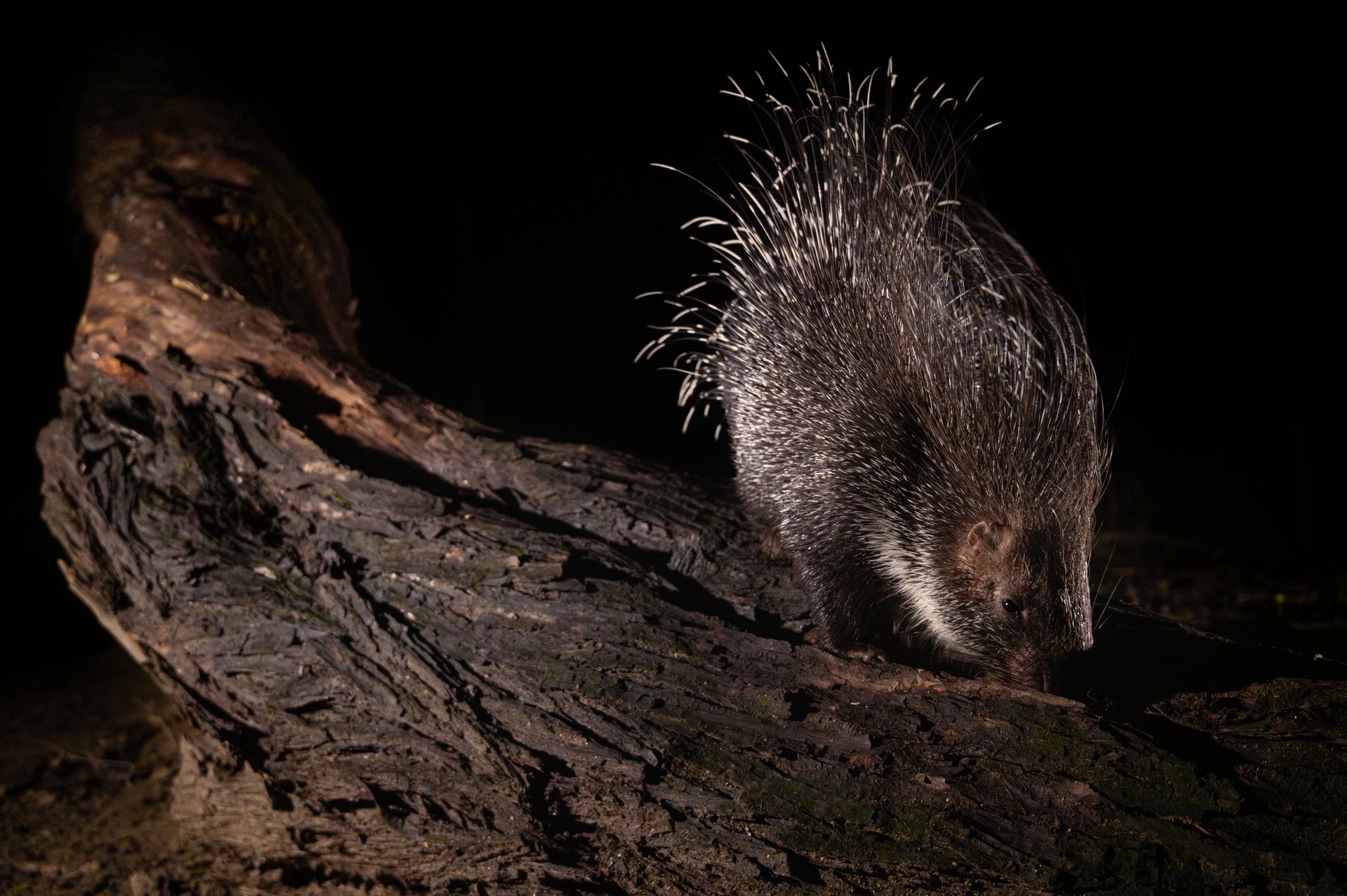 240407_ABRF_ATHARV PACHARNE_MAMMAL_PORCUPINE_2.jpg