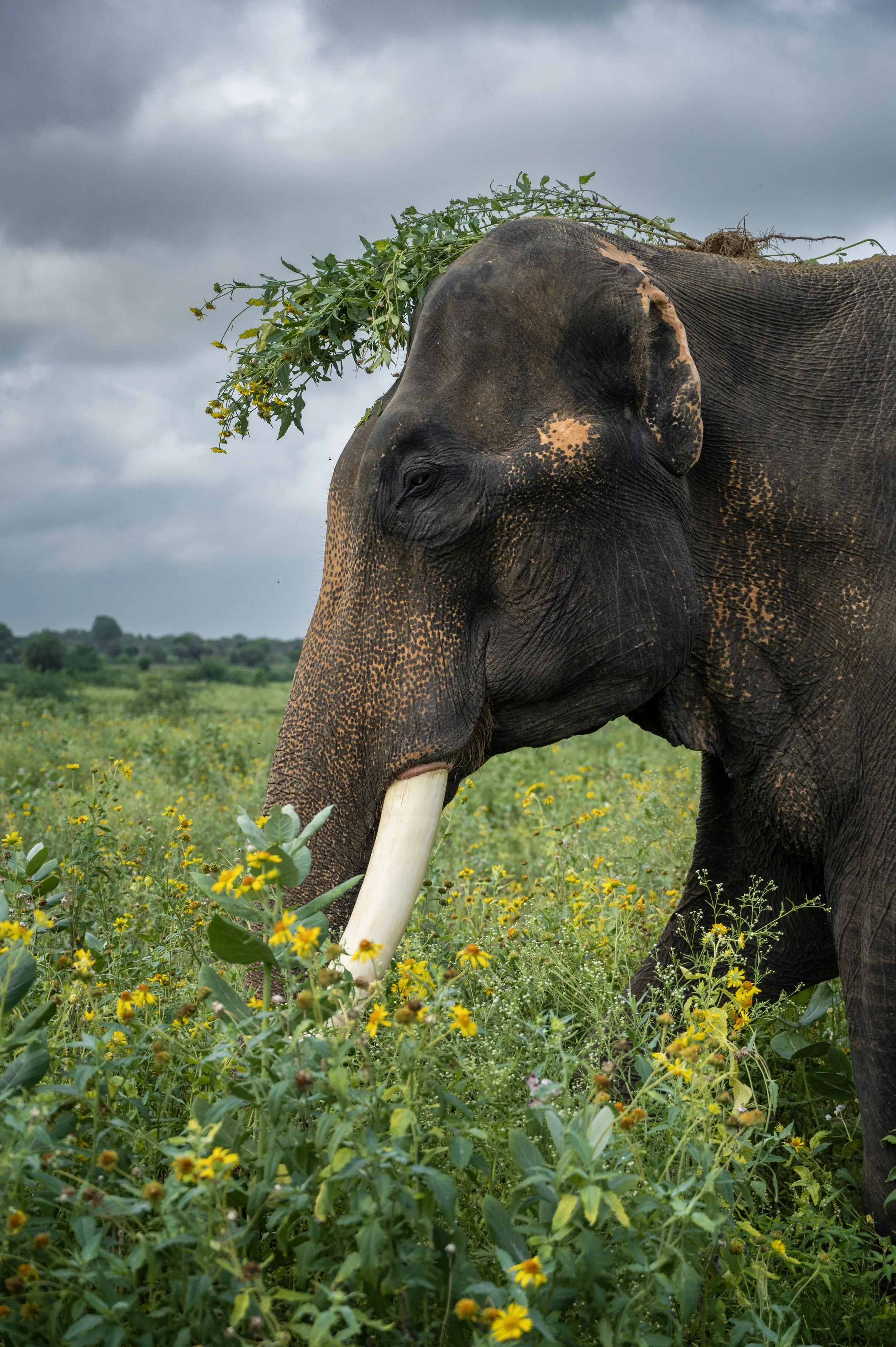 240809_ECCC_ATHARVA PACHARNE_ELEPHANT_SURAJ_EVEVING WALK_9.jpg