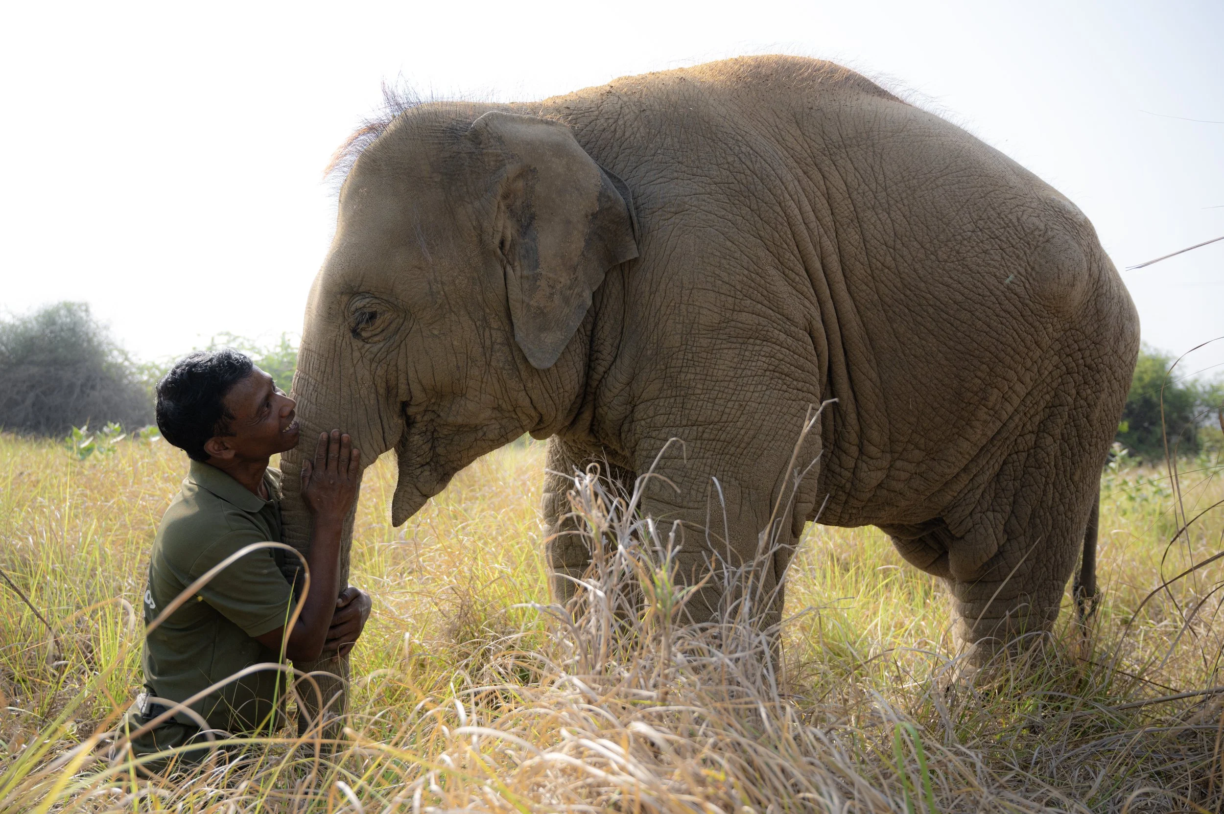 A person kneeling and smiling at an adult elephant in a field of tall grass.