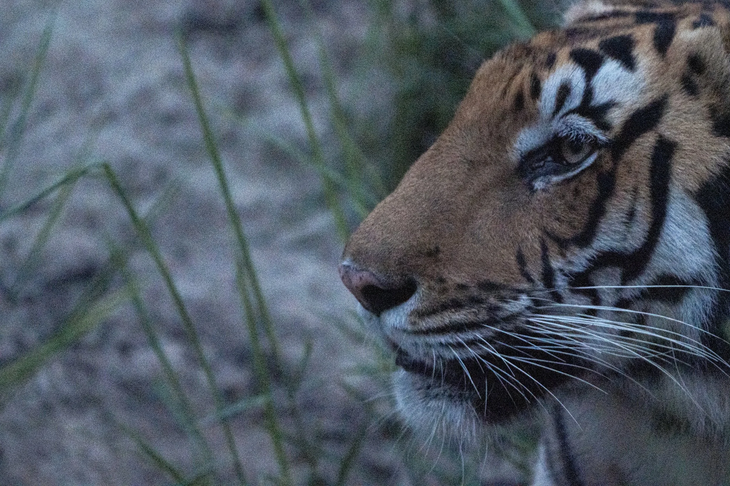 _DSC2646-1.jpeg