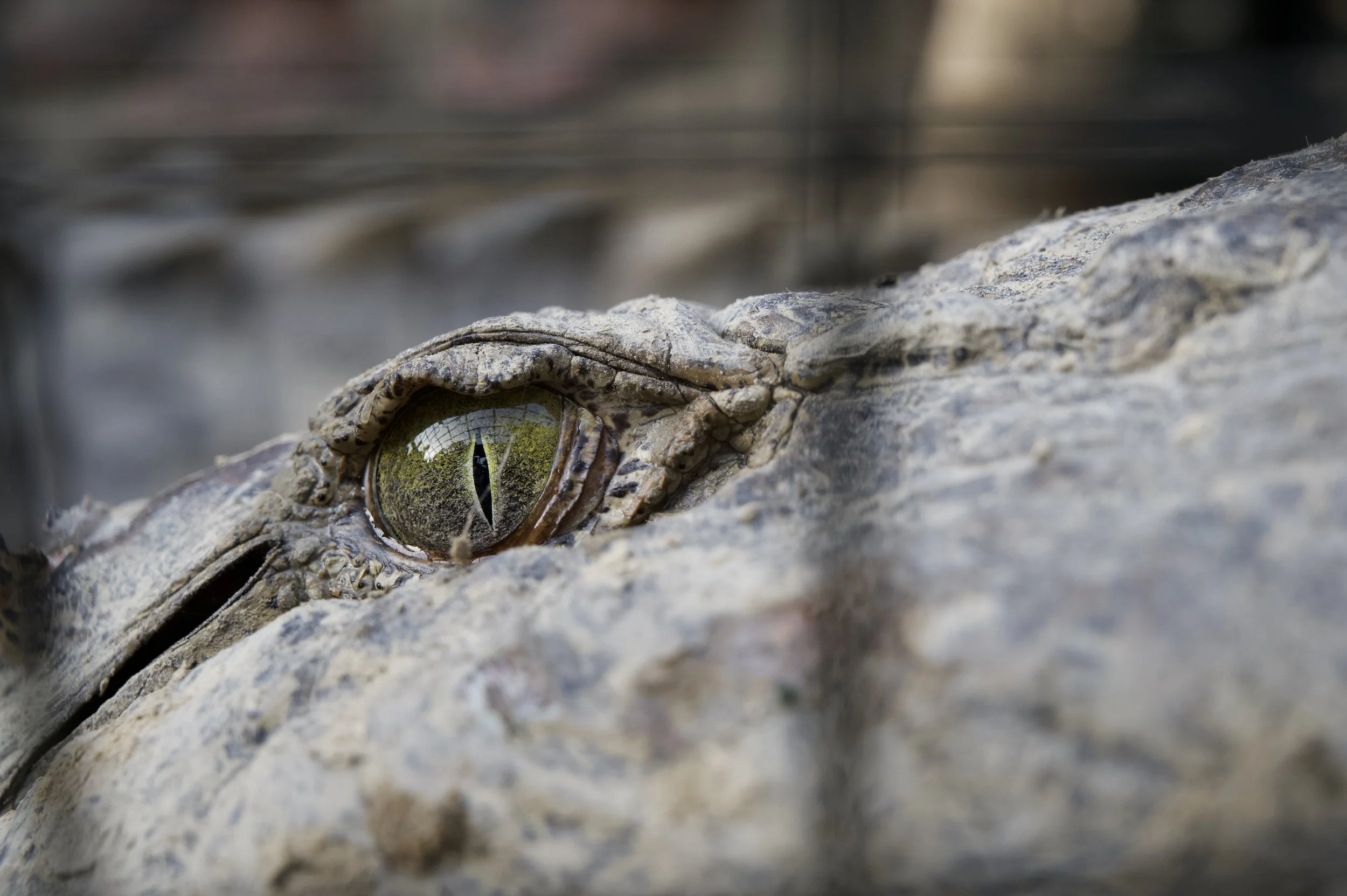 _DSC7887.jpeg