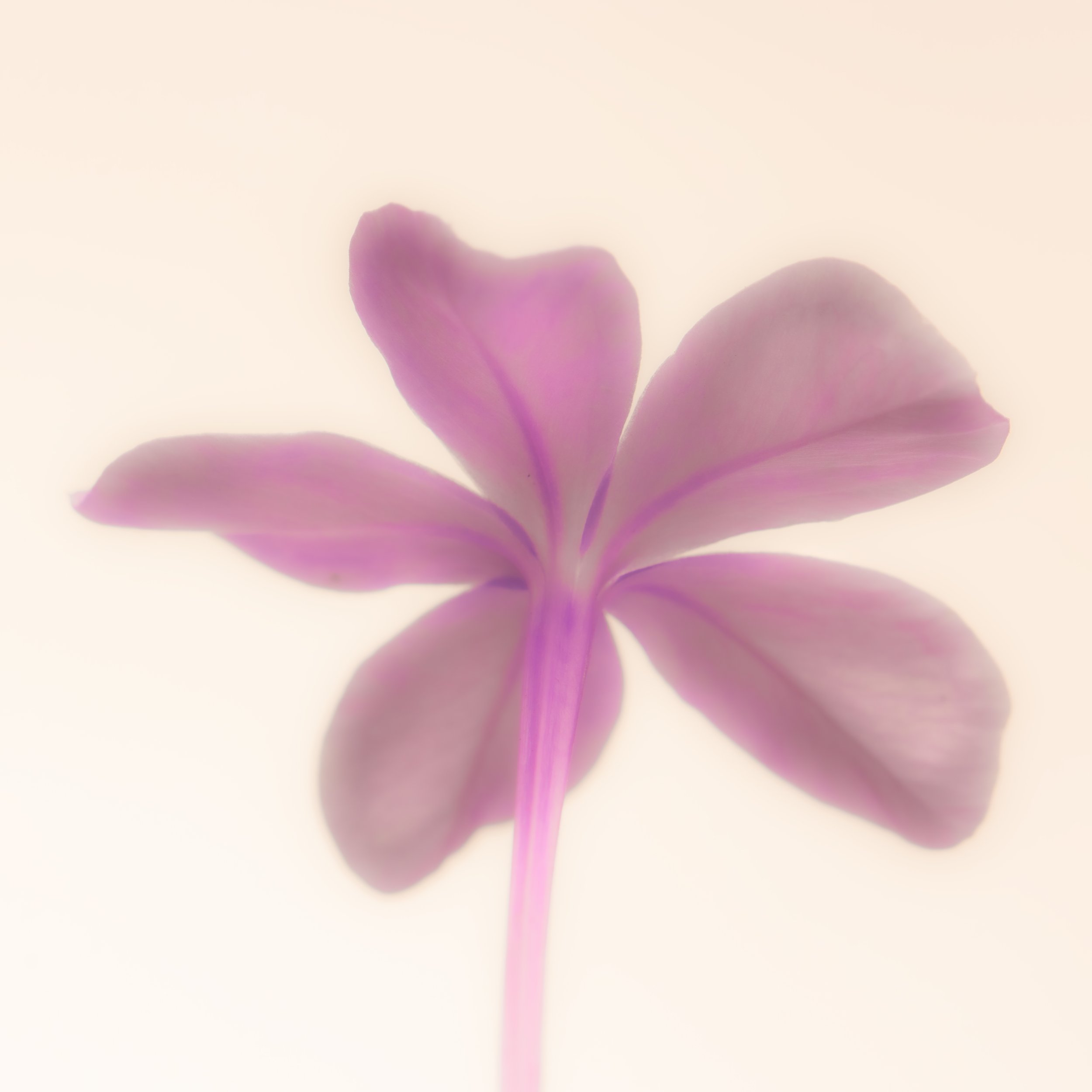 Flower 2.jpg