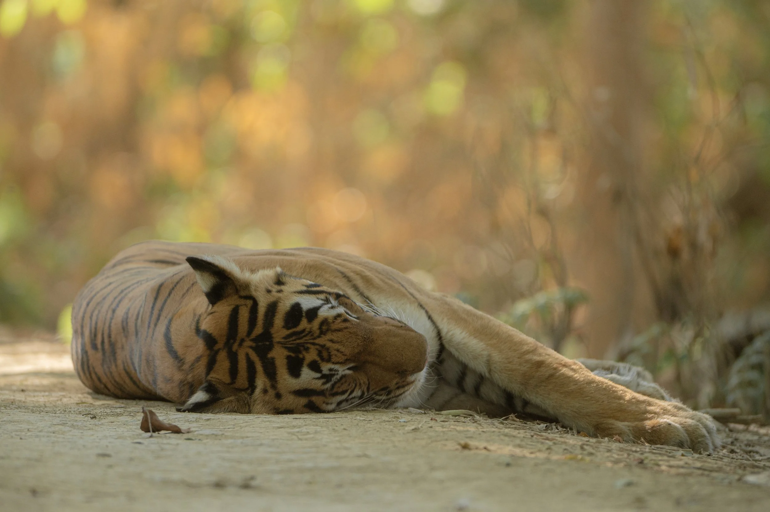 260627_DUDHWA NATIONAL PARK_MAMMAL_TIGER_2.jpg