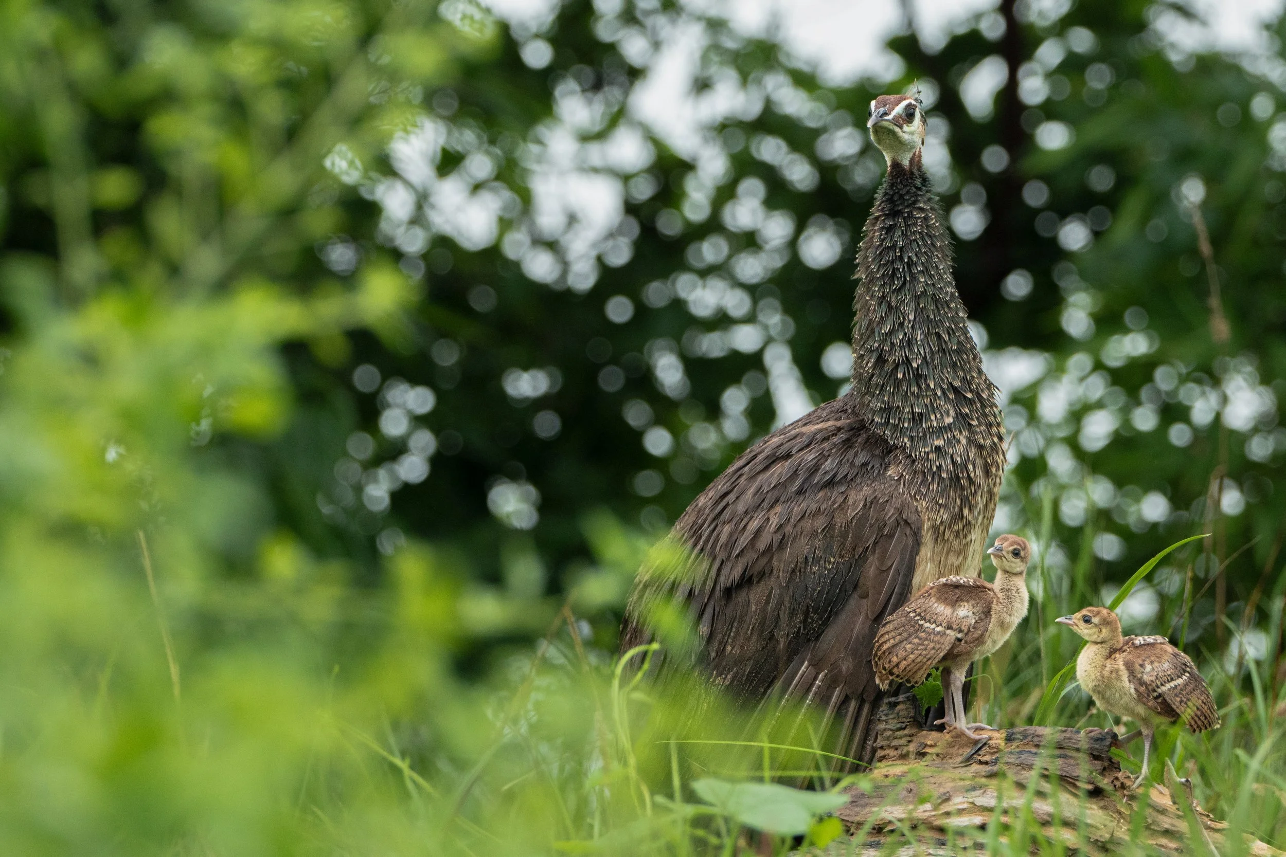 _Z621535-1.jpg