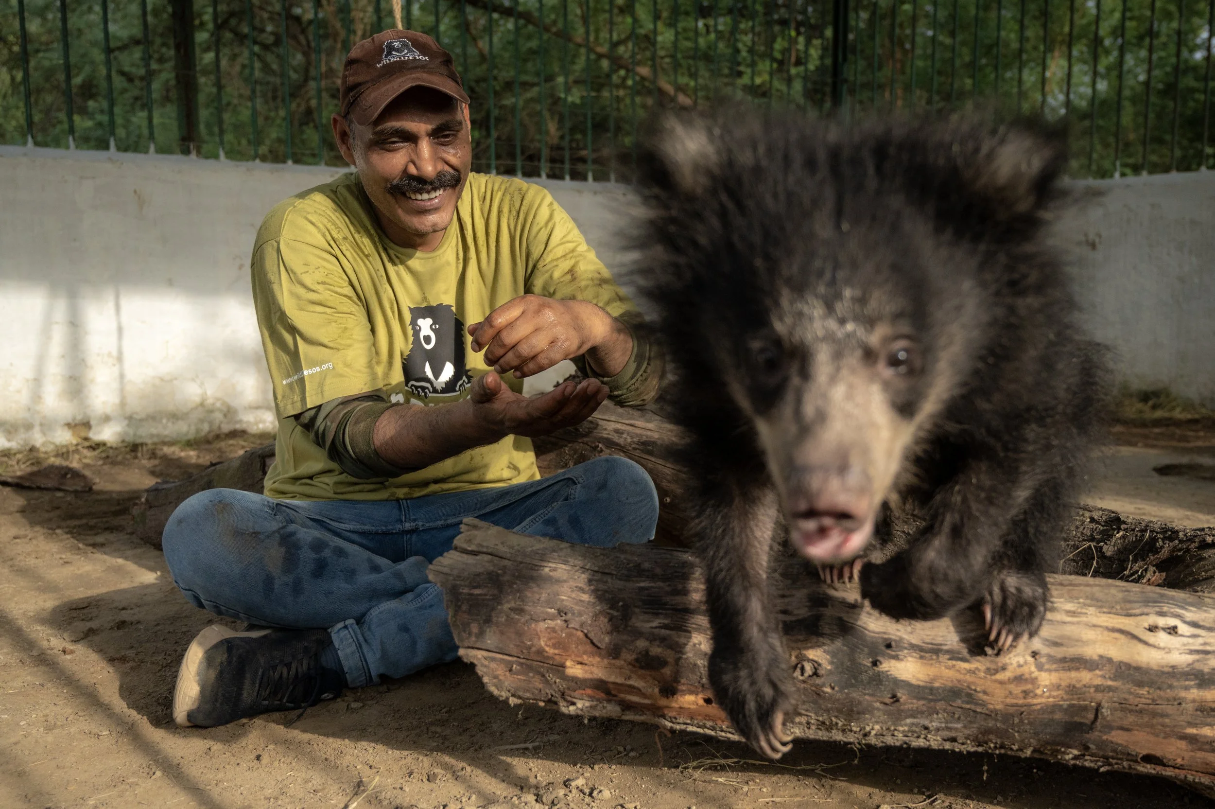 250523_ATHARVA PACHARNE_ABRF EXTENSION_SLOTH BEAR CUB_39.jpg