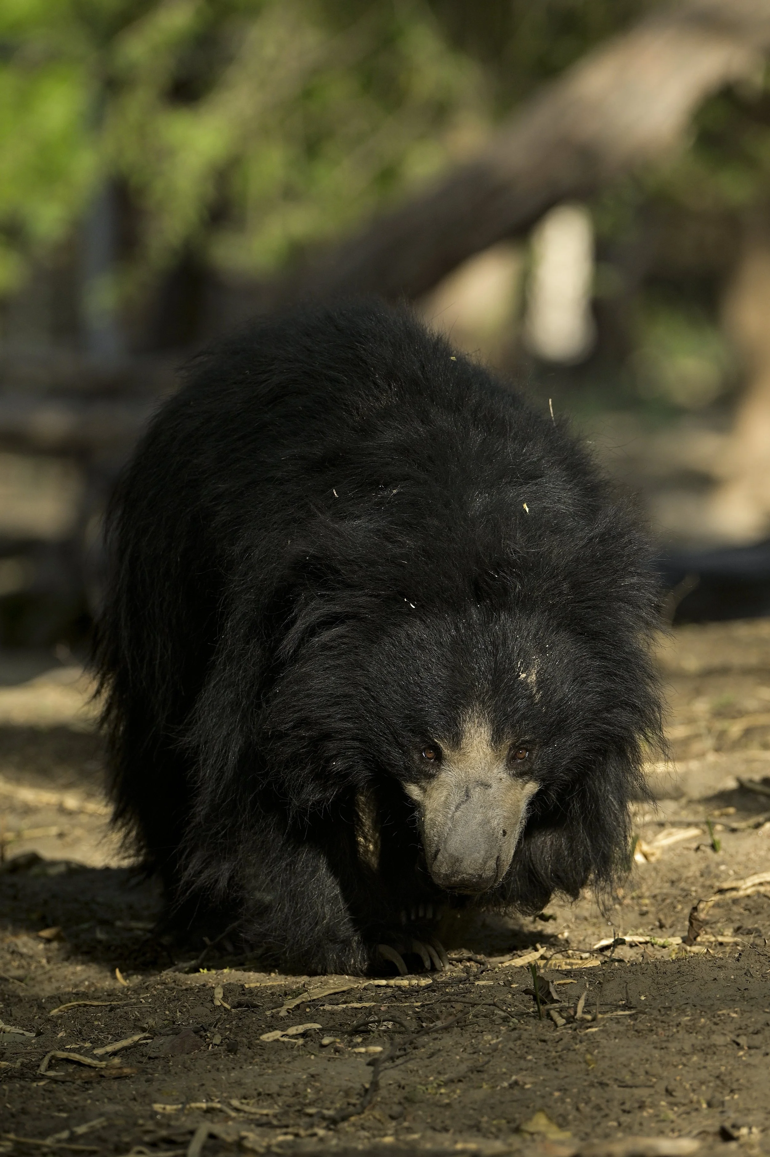 240609_ABRF_ATHARVA_BEARS_BINTHA_PLAYING_4.jpg