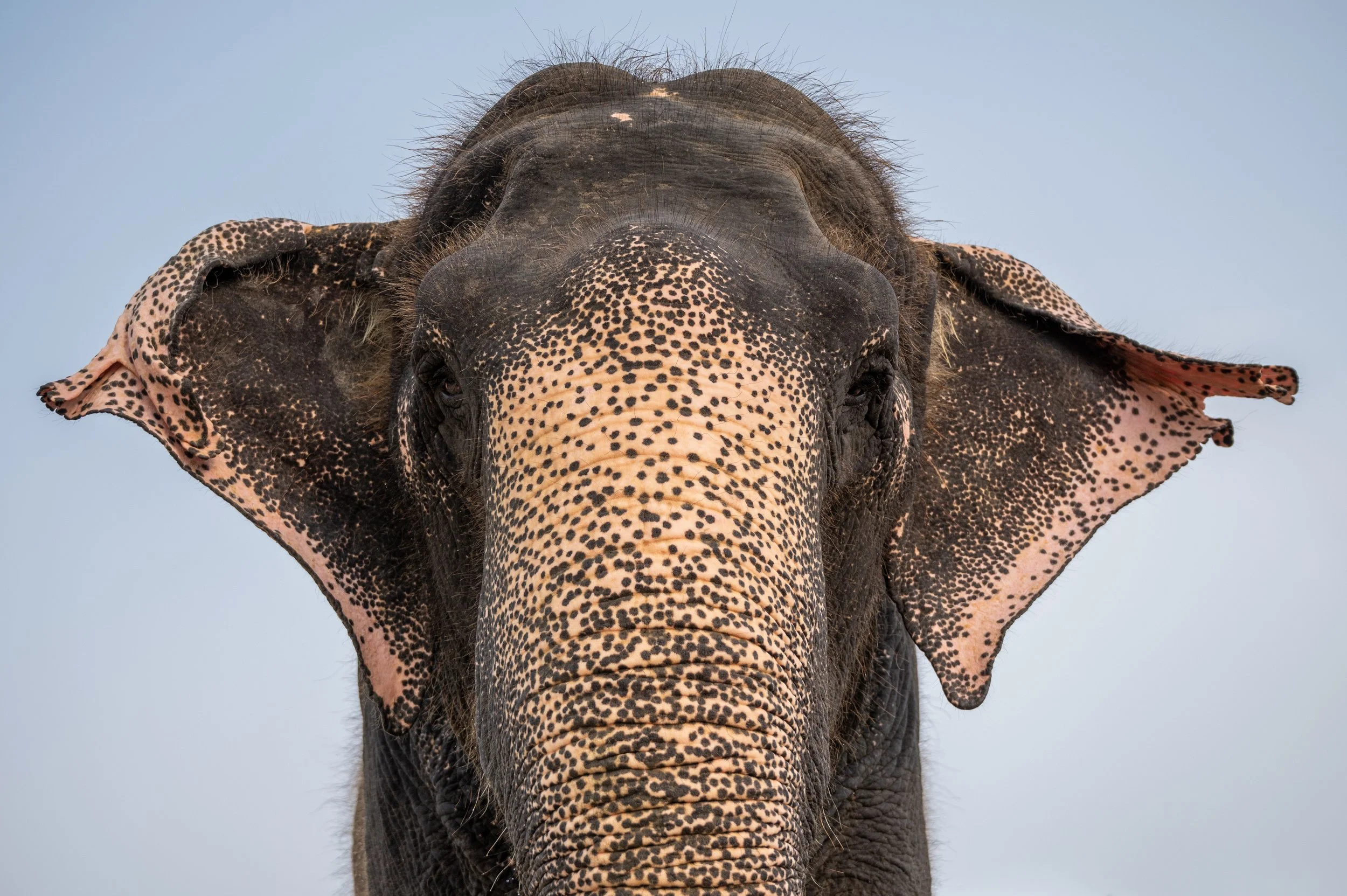 240926_HPCM_ATHARVA PACHARNE_ELEPHANT_GINGER_POOL BATHING_7.jpg