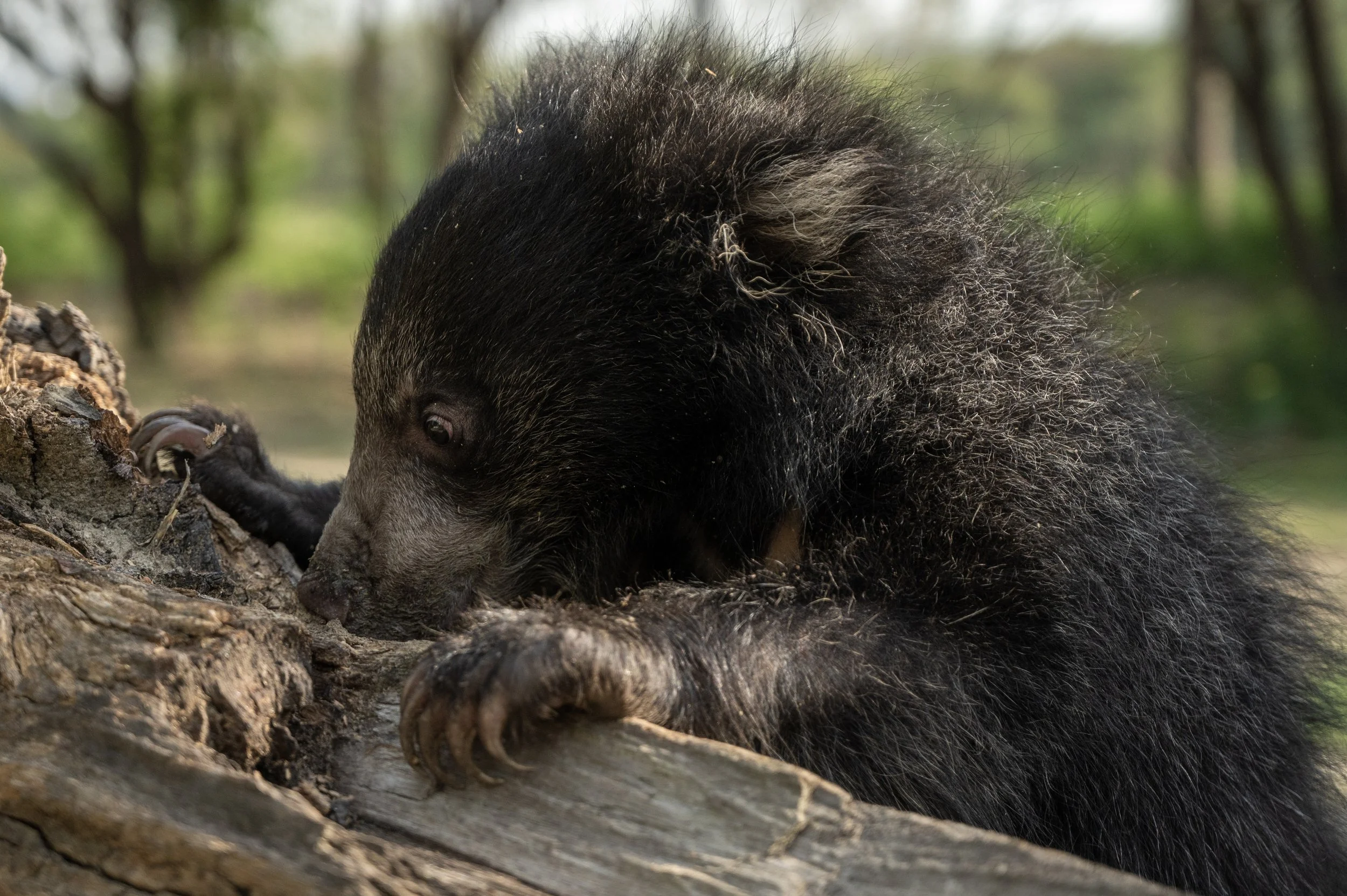 250523_ATHARVA PACHARNE_ABRF EXTENSION_SLOTH BEAR CUB_17.jpg