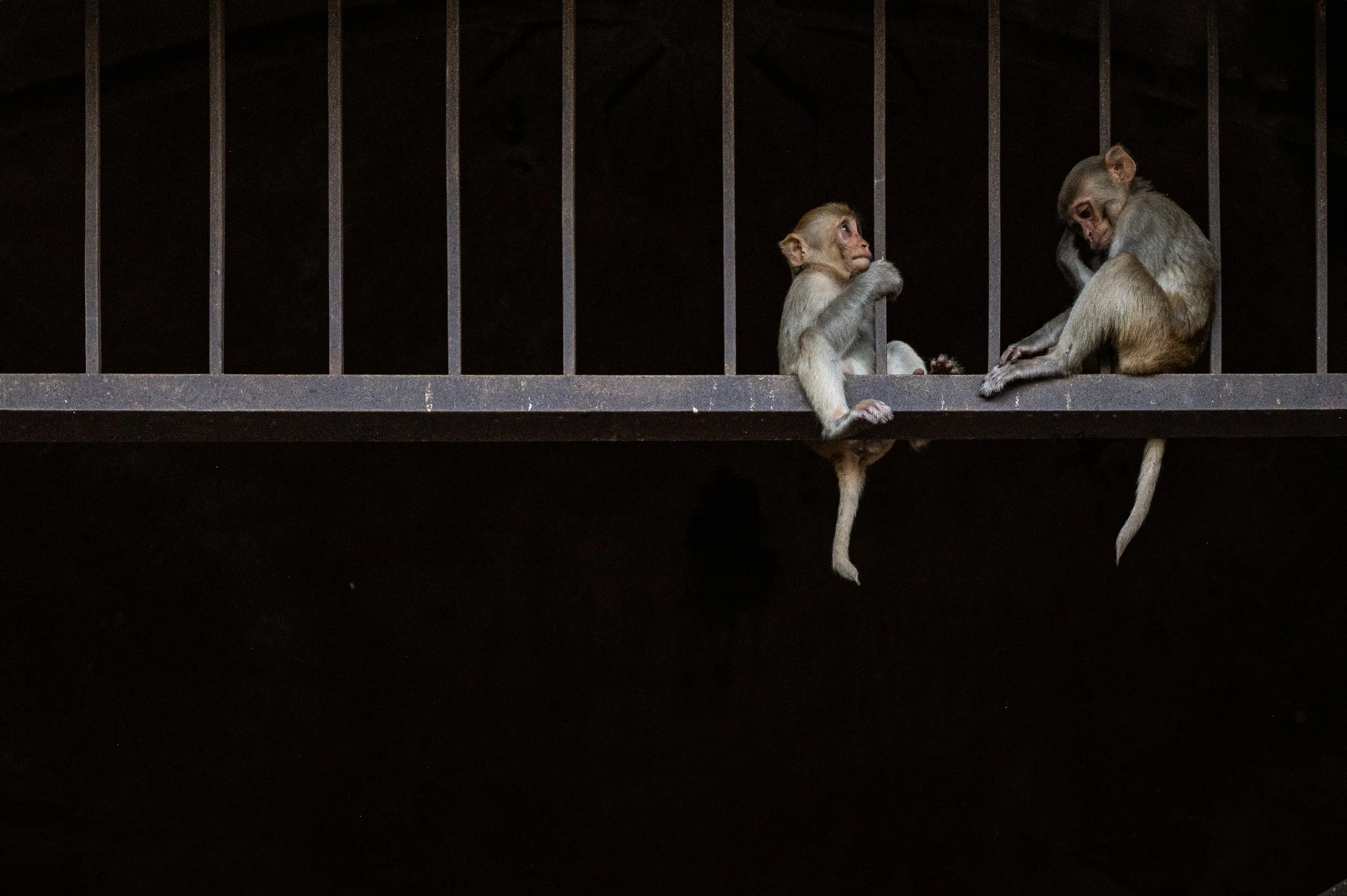 Two monkeys sitting on a metal railing inside a cage, with one looking at the other.