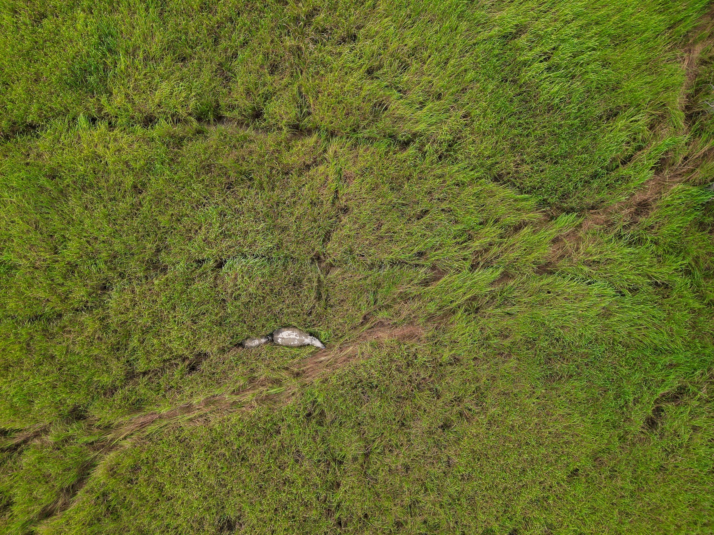 DJI_0838 copy.jpg
