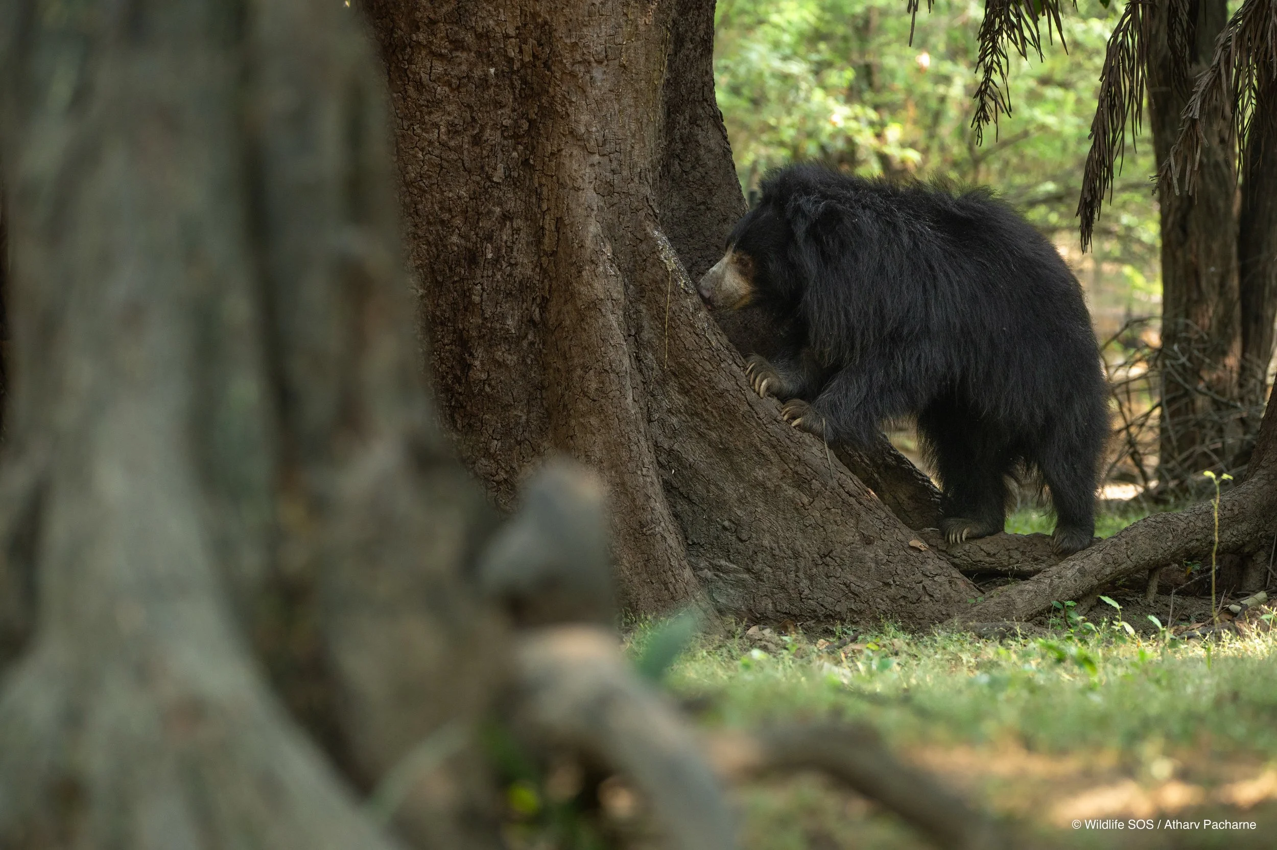 241028_ABRF_ATHARVA PACHARNE_BEAR_JASMINE_7.jpg