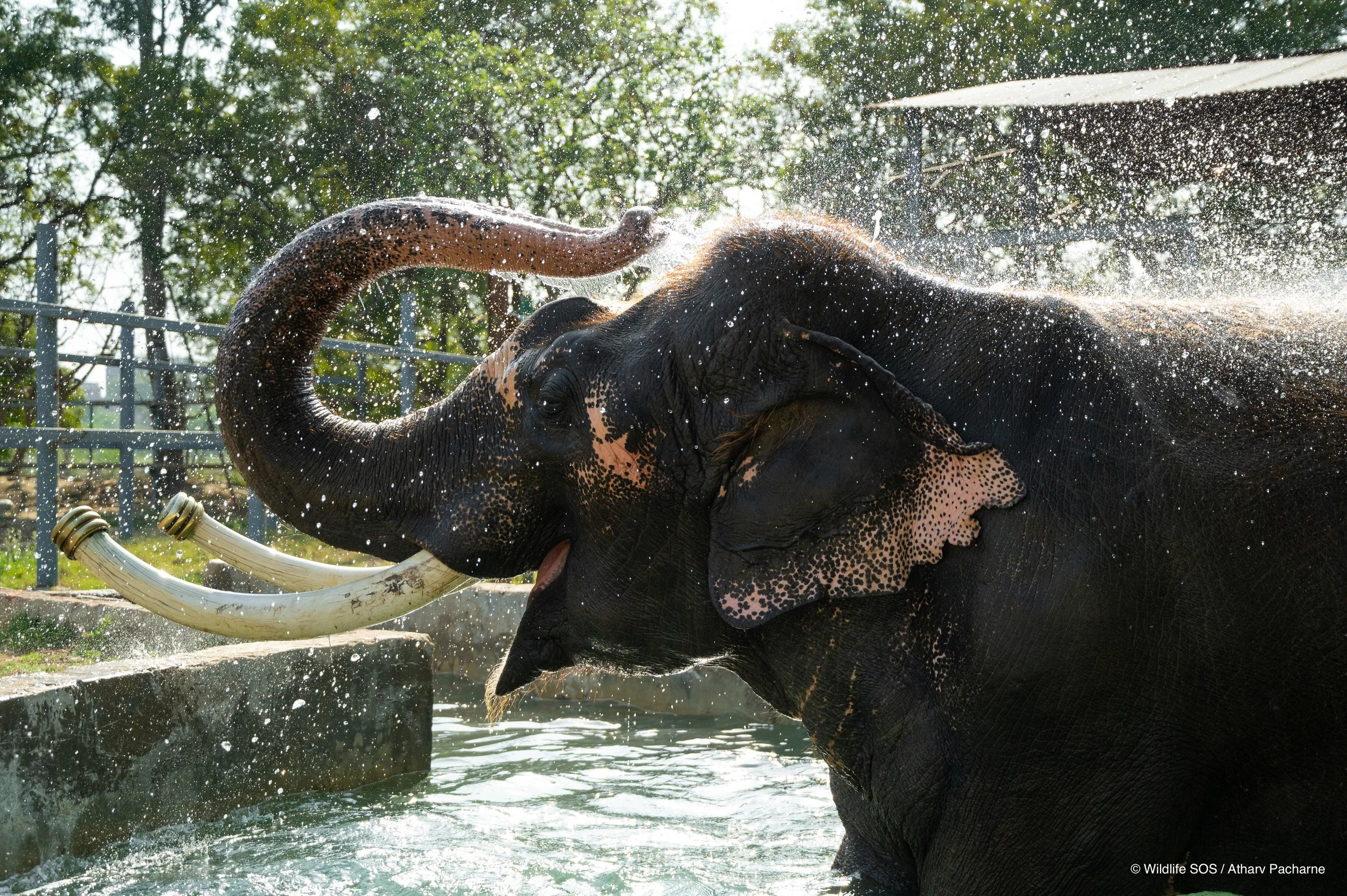 250227_ECCC_ATHARVA PACHARNE_ELEPHANT_RAJESH_POOL_1.jpg