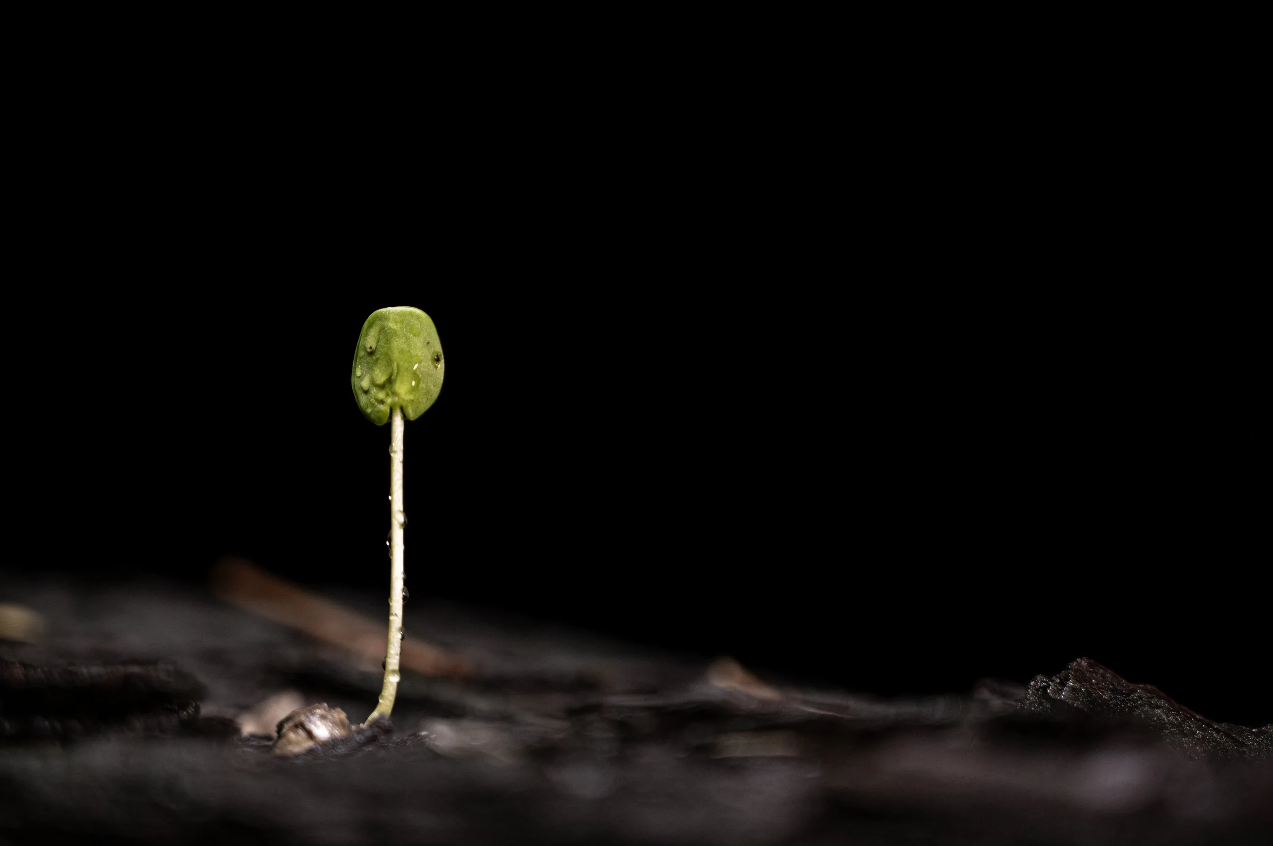 250101_ABRF_ATHARVA PACHARNE_PLANT_.jpg