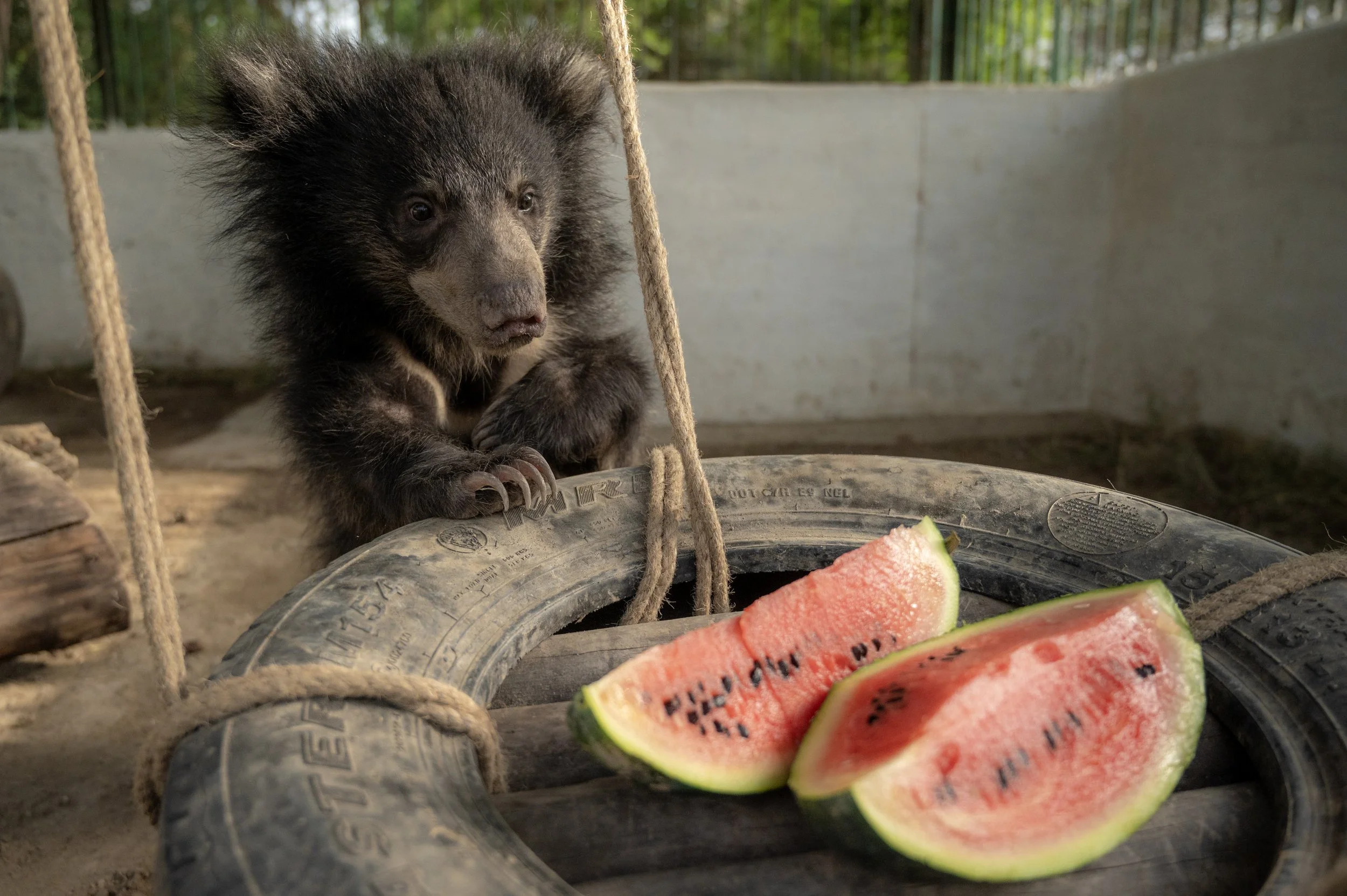 250523_ATHARVA PACHARNE_ABRF EXTENSION_SLOTH BEAR CUB_44.jpg