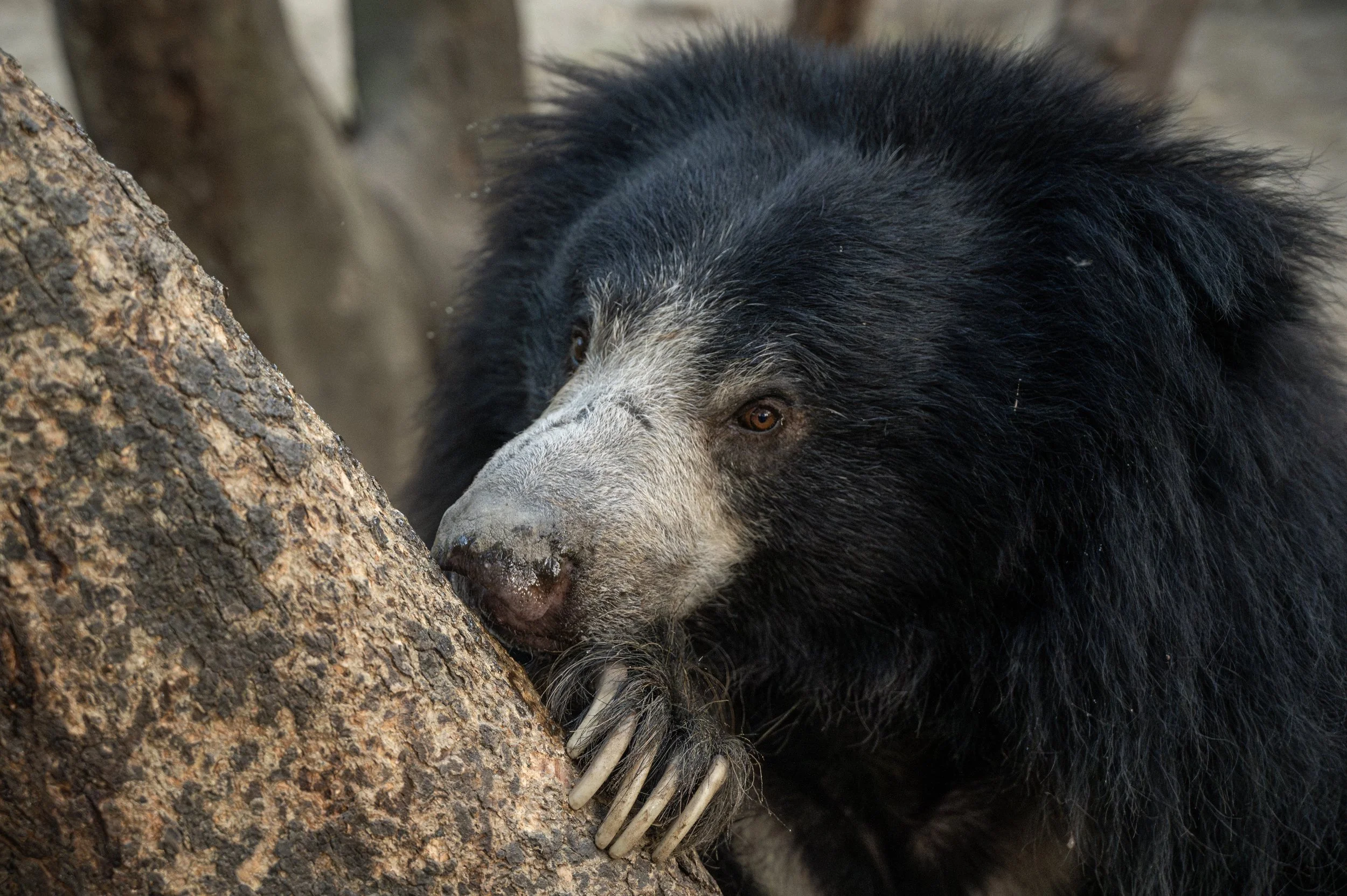 241017_ABRF_ATHARVA PACHARNE_BEAR_BINTHA_2.jpeg