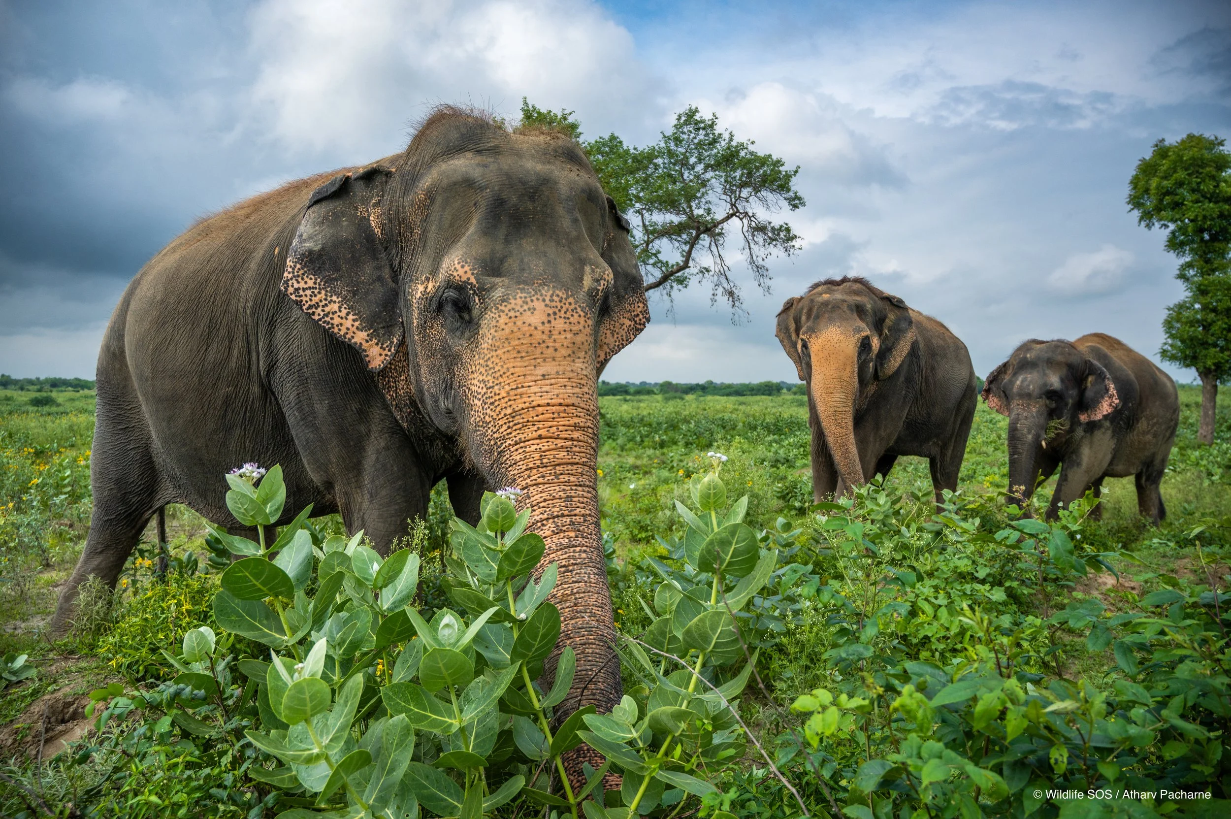 240811_AGRA_ATHARVA PACHARNE_ELEPHANT HERD_MAYA PHOOLKALI EMMA_EVENING WALK_11.jpg