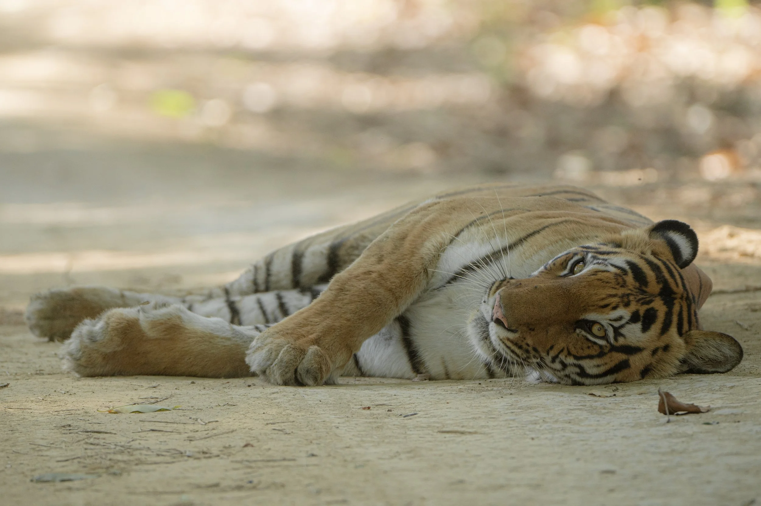 260627_DUDHWA NATIONAL PARK_MAMMAL_TIGER_.jpg