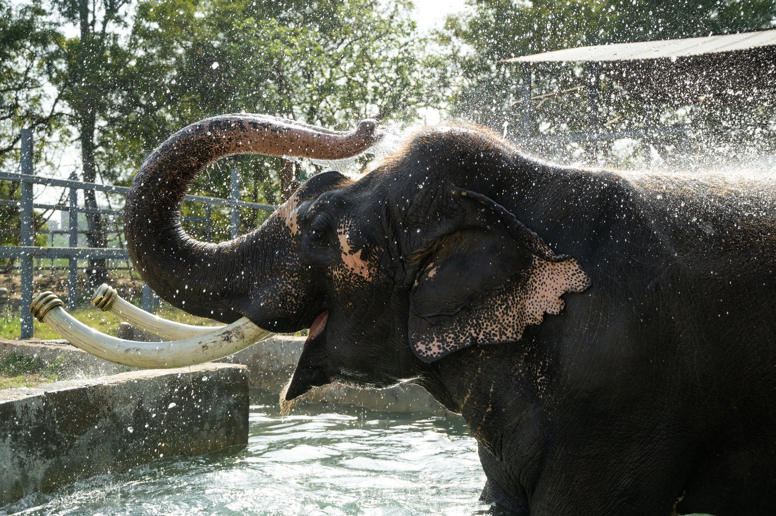 Elephant playing with water, spray flying, outdoors with trees and structure in background.