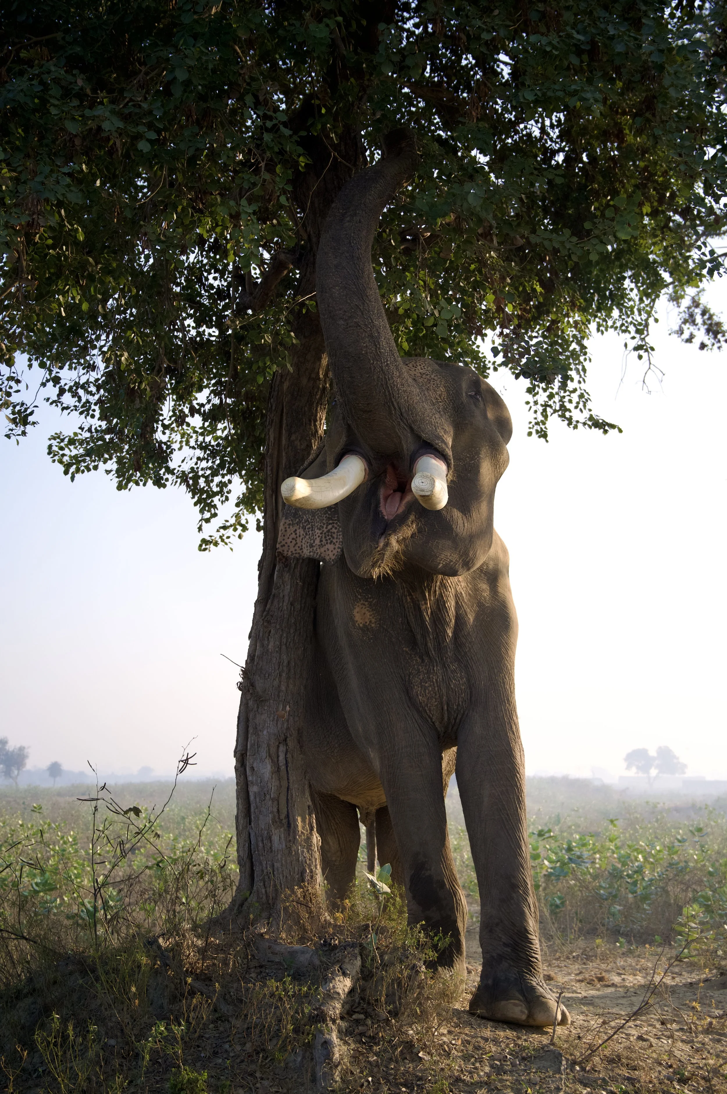 251207_ECCC_ATHARVA PACHARNE_ELEPHANT_SURAJ_MORNING WALK_3.jpg