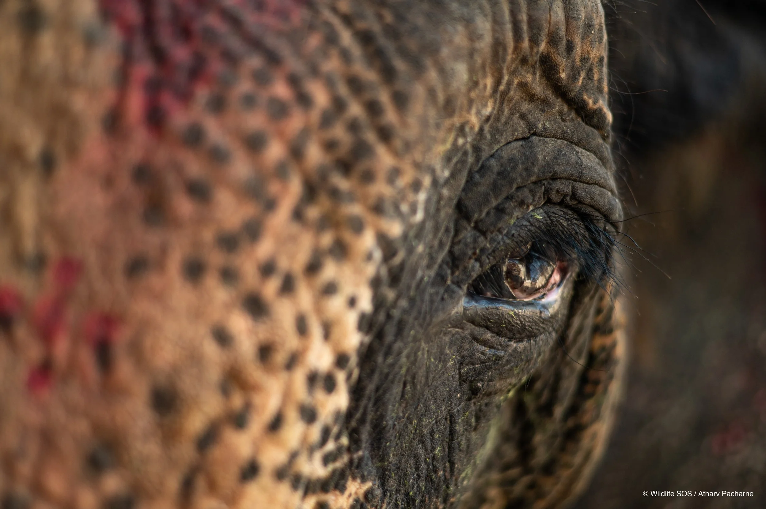 250101_MAU_ATHARVA PACHARNE_ELEPHANT_MANU_PRE-RESCUE_2.jpg