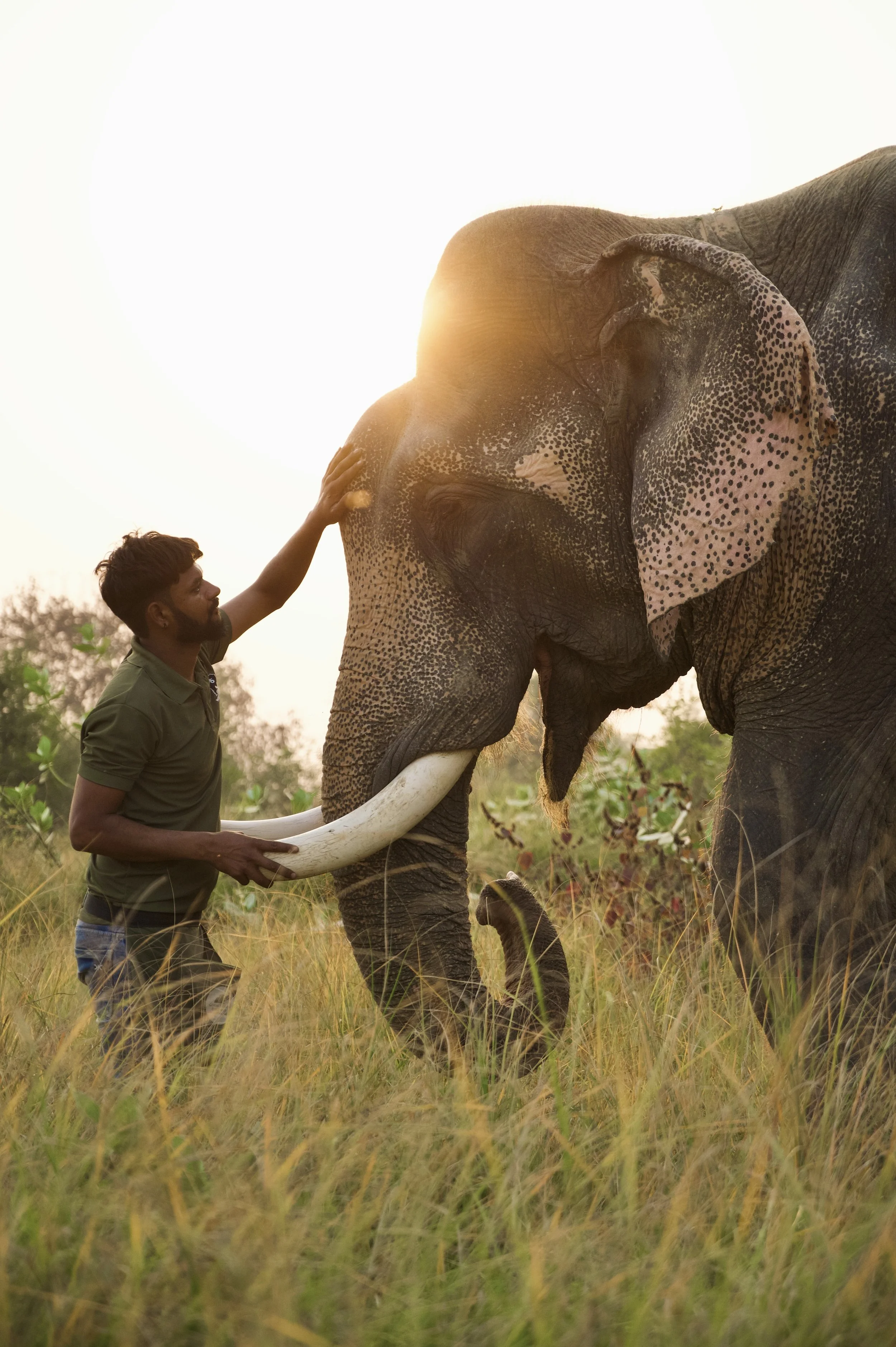 251114_EHC_ATHARVA PACHARNE_ELEPHANT_VAYU_EVENING WALK_12.jpg