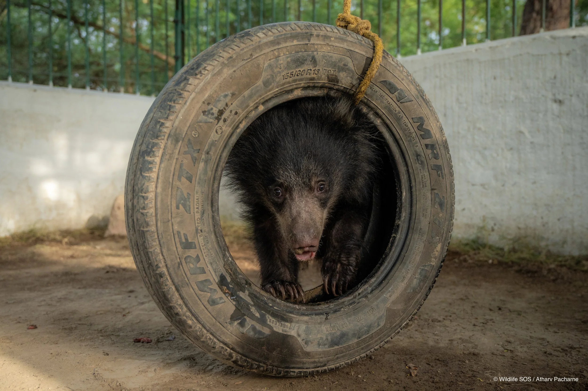 250523_ATHARVA PACHARNE_ABRF EXTENSION_SLOTH BEAR CUB_51.jpg