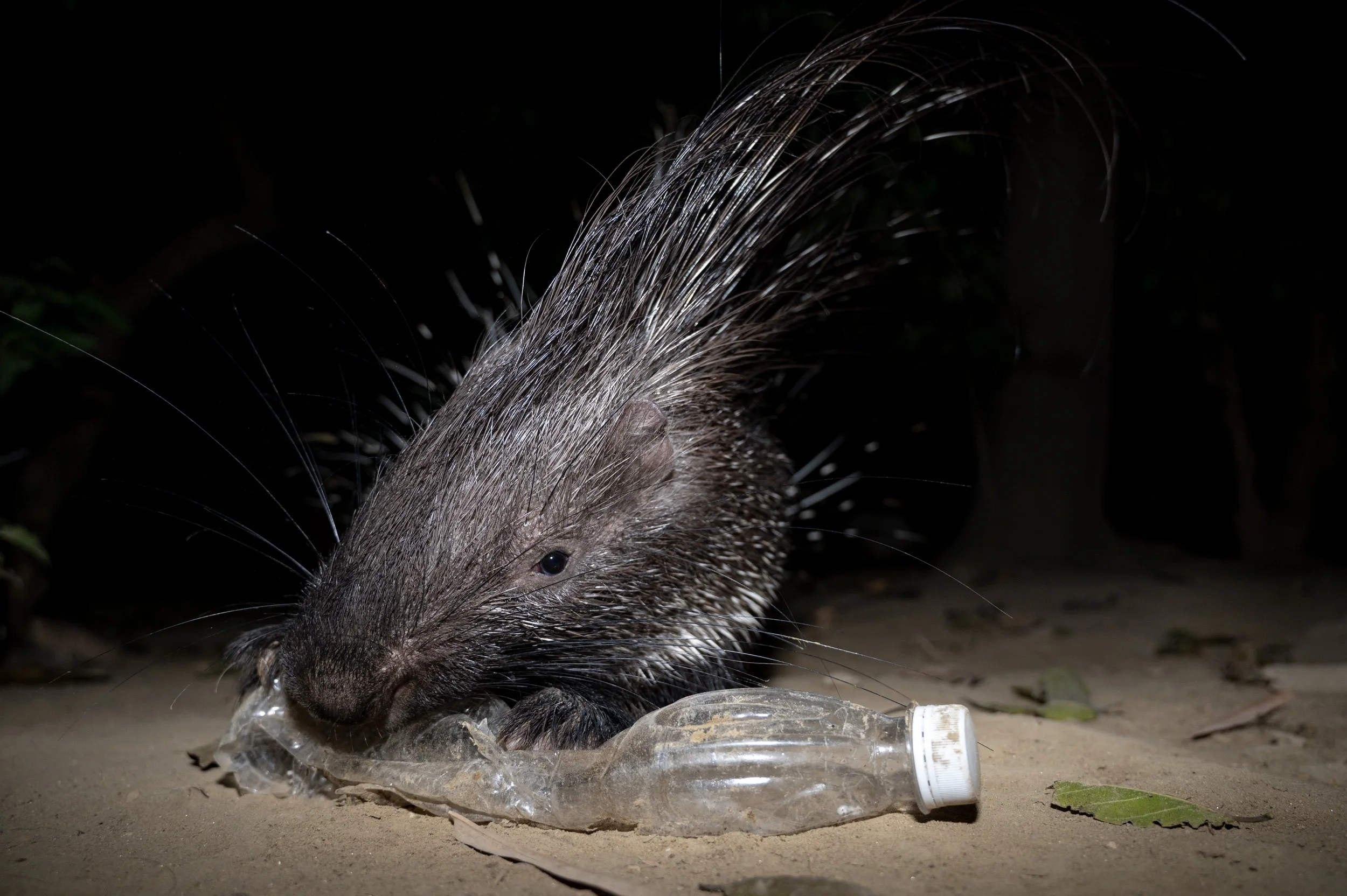 240407_ABRF_ATHARV PACHARNE_MAMMAL_PORCUPINE_9.jpg