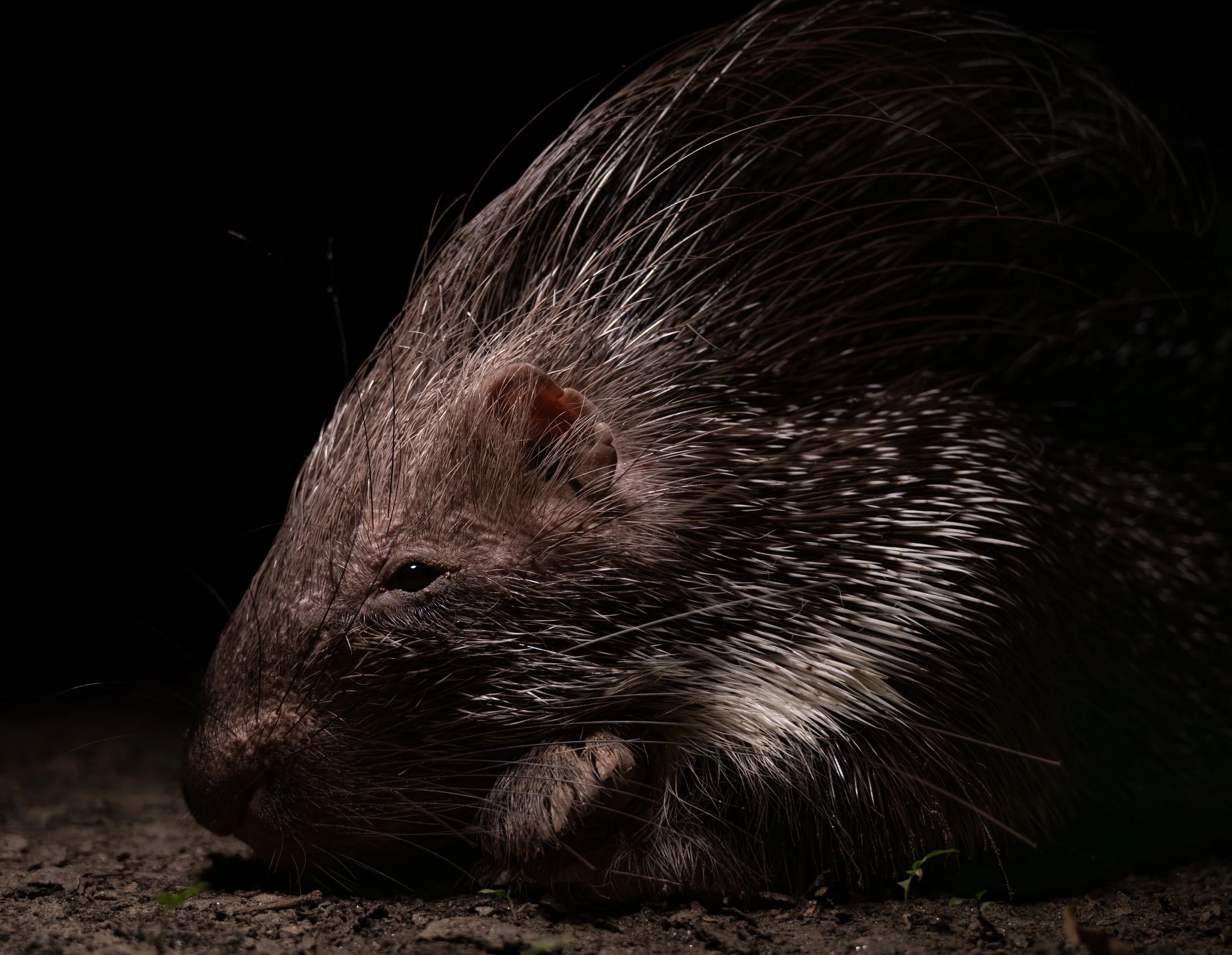 240407_ABRF_ATHARV PACHARNE_MAMMAL_PORCUPINE_5.jpg