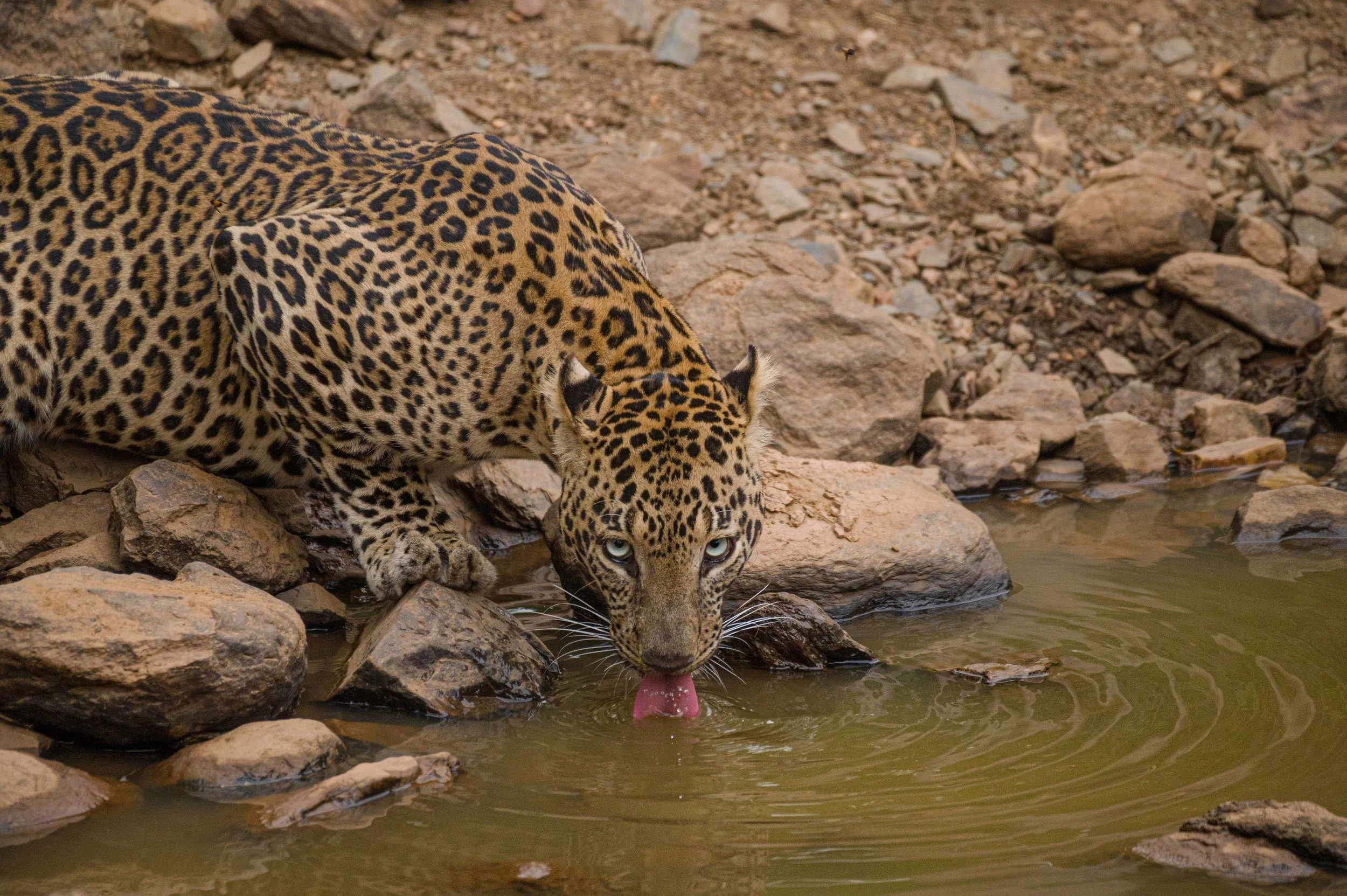 A jaguar drinking water from a river surrounded by rocks.