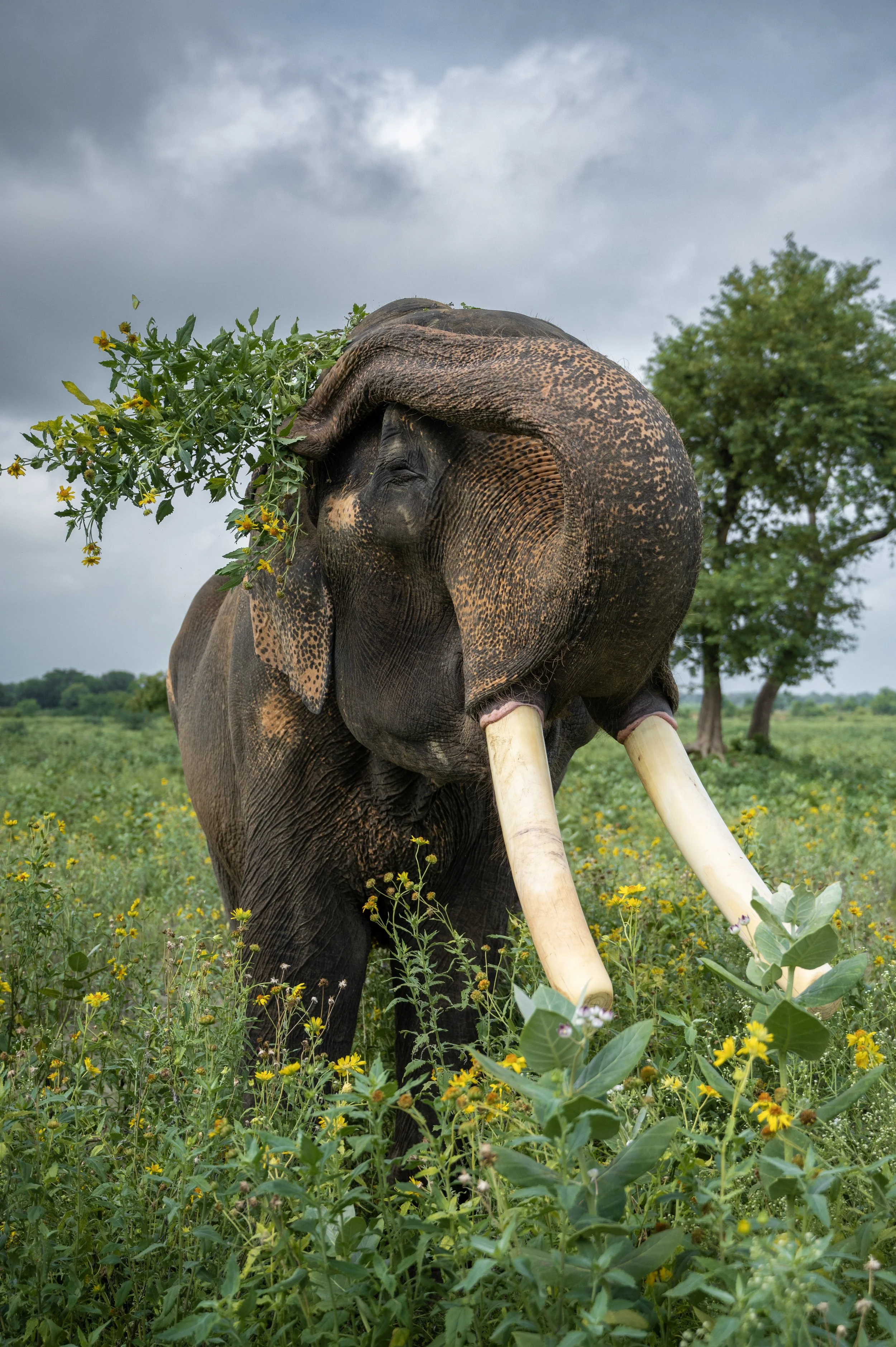 240809_ECCC_ATHARVA PACHARNE_ELEPHANT_SURAJ_EVEVING WALK_13.jpg