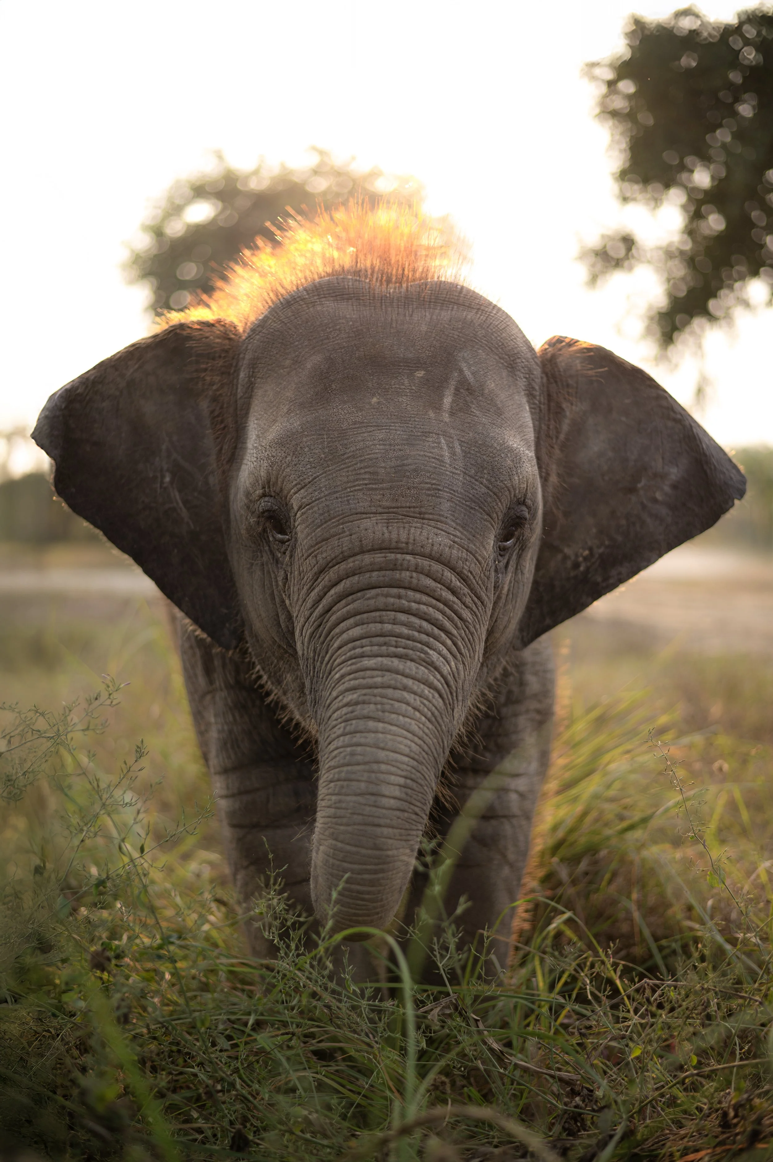 241111_EHC_ATHARVA PACHARNE_ELEPHANT_BANI_EVENING WALK_6.jpg