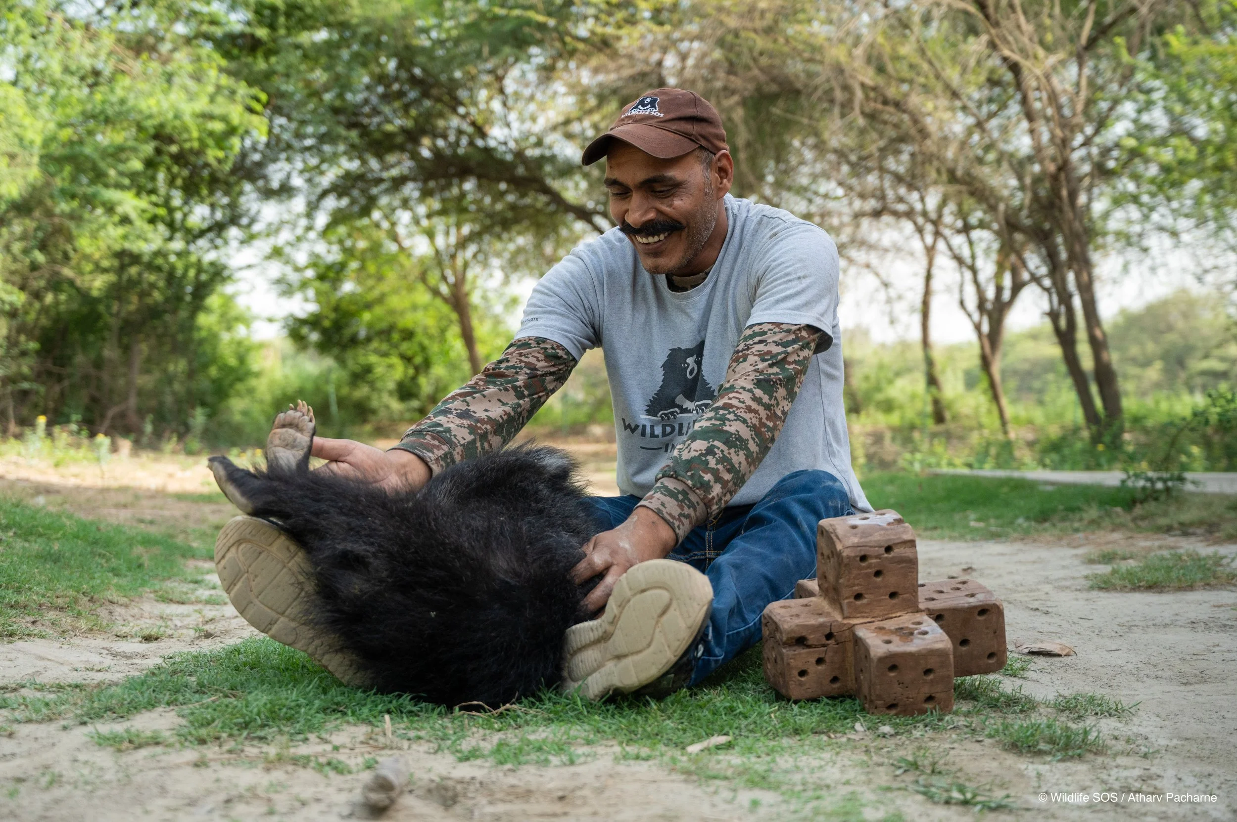 250523_ATHARVA PACHARNE_ABRF EXTENSION_SLOTH BEAR CUB_8.jpg