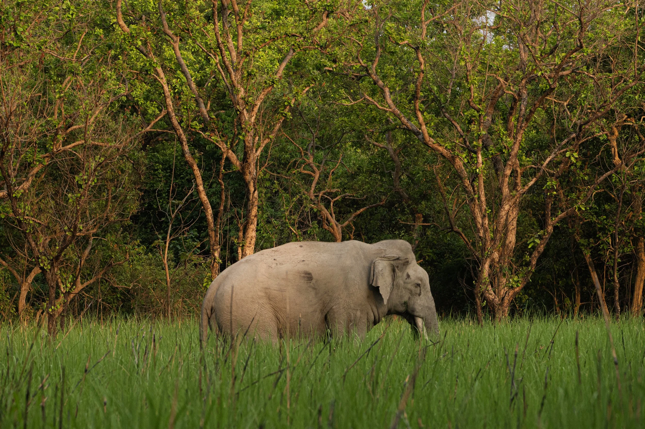 A gray elephant standing on grass in front of green trees.