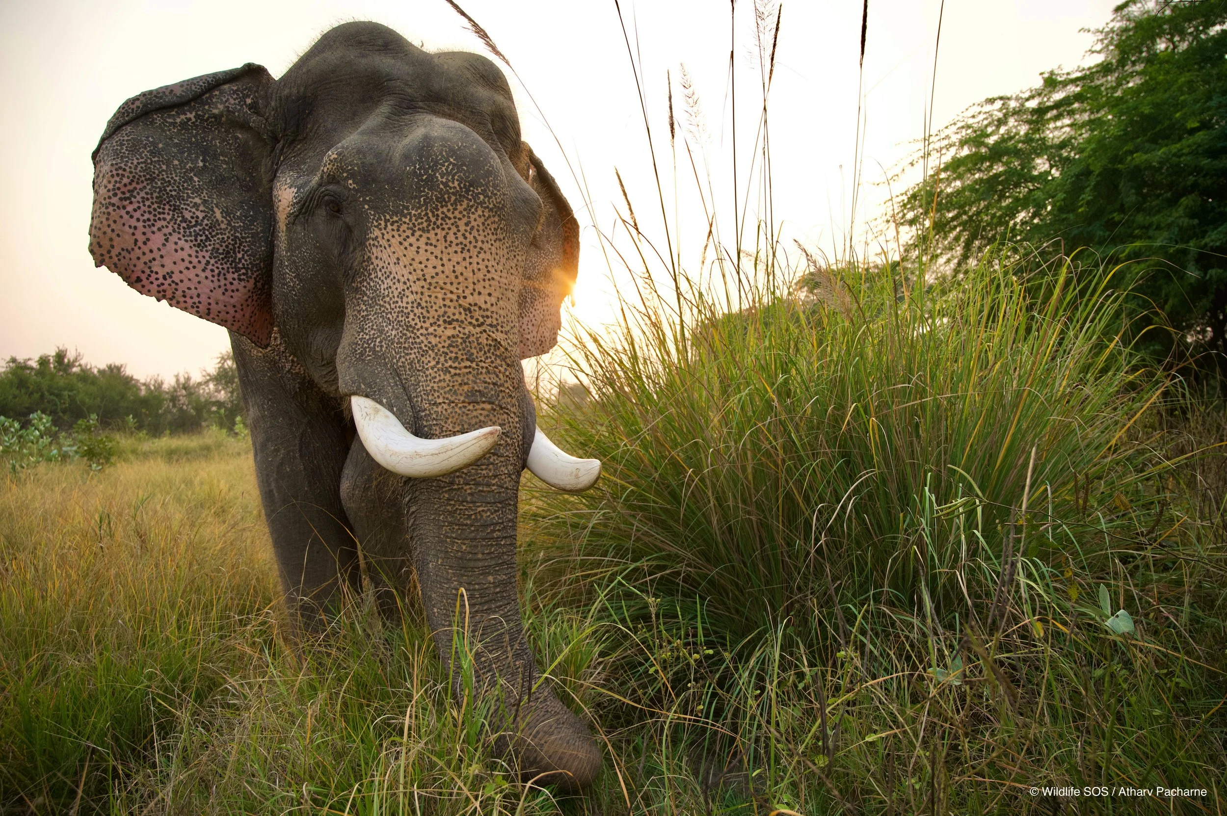 251114_EHC_ATHARVA PACHARNE_ELEPHANT_VAYU_EVENING WALK_15.jpg
