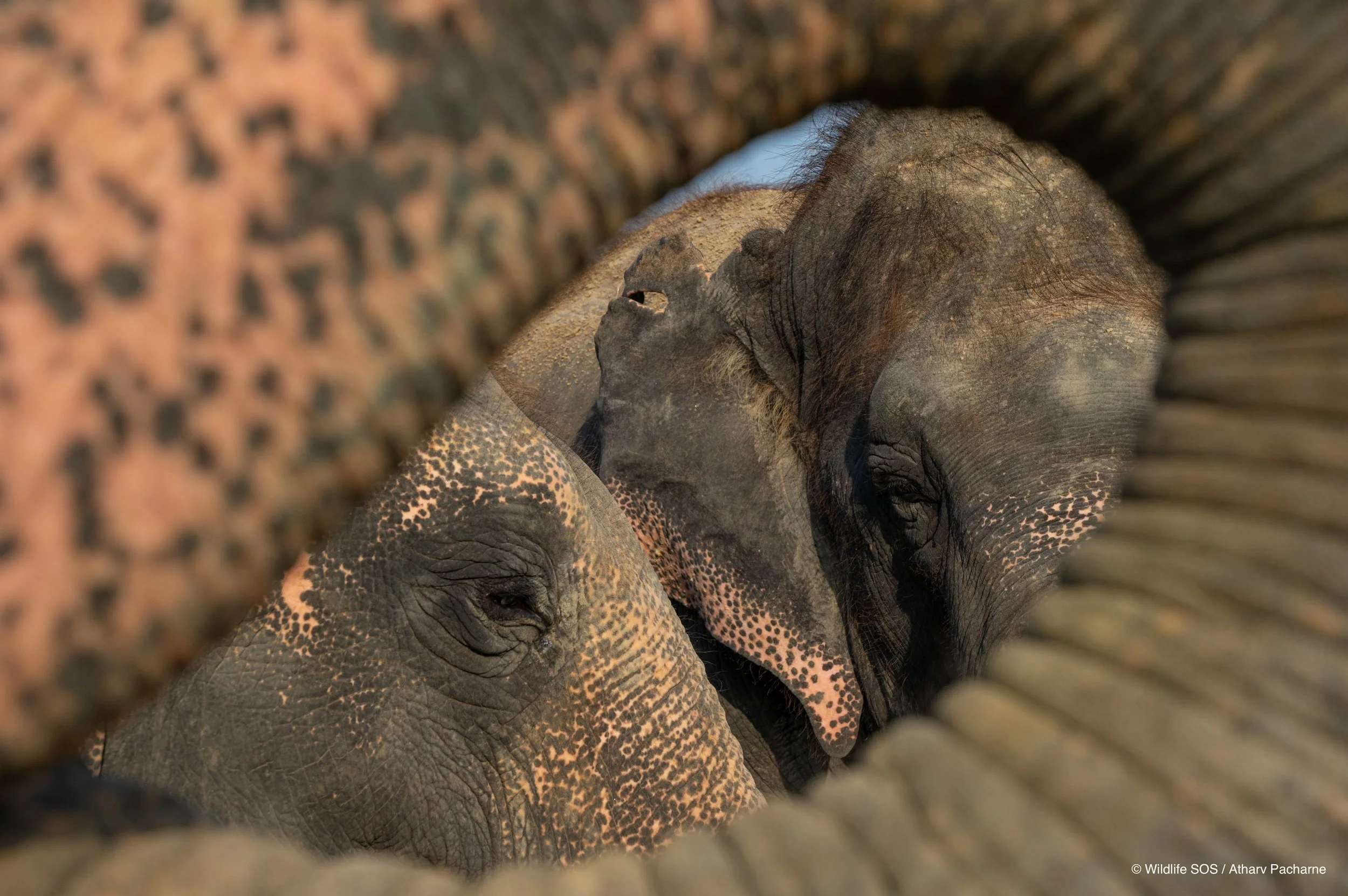 250910_ECCC_ATHARVA PACHARNE_ELEPHANTS_CHANCHAL BIJLI LAXMI_EVENING WALK_8.jpg