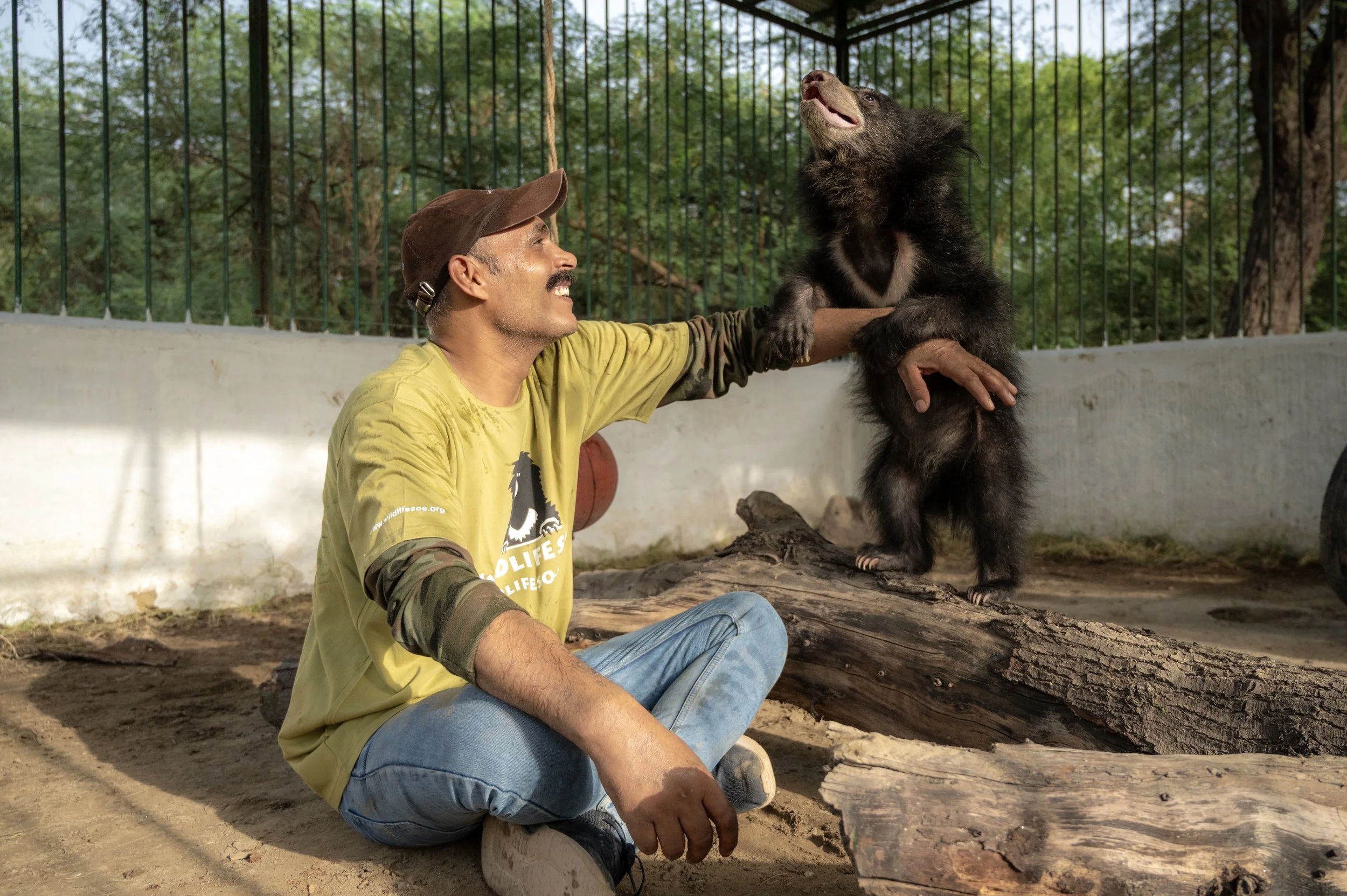 250523_ATHARVA PACHARNE_ABRF EXTENSION_SLOTH BEAR CUB_40.jpg