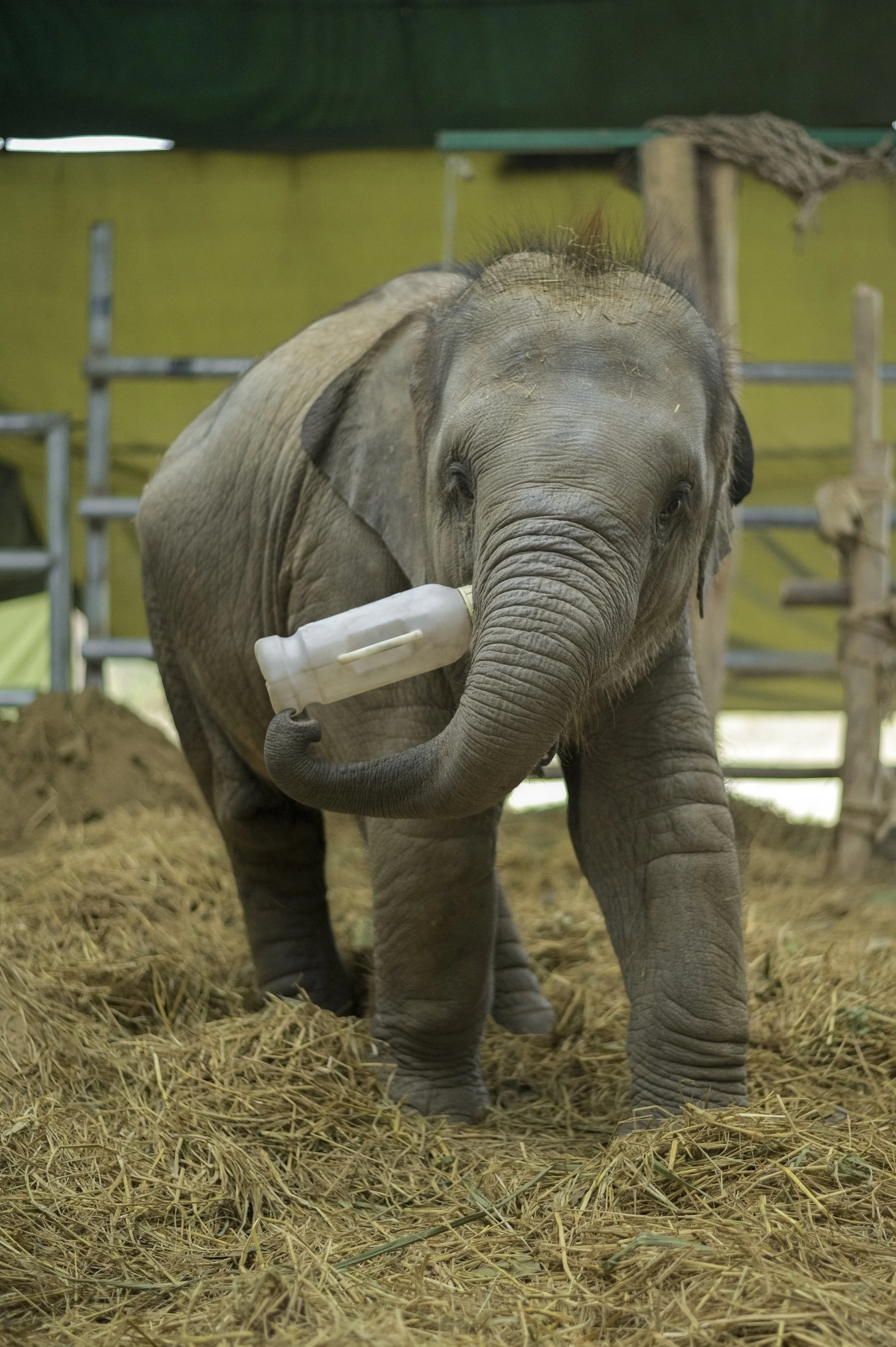 250115_EHC_ATHARVA PACHARNE_ELEPHANT_BANI_BOTTLE FEEDING_1.jpg