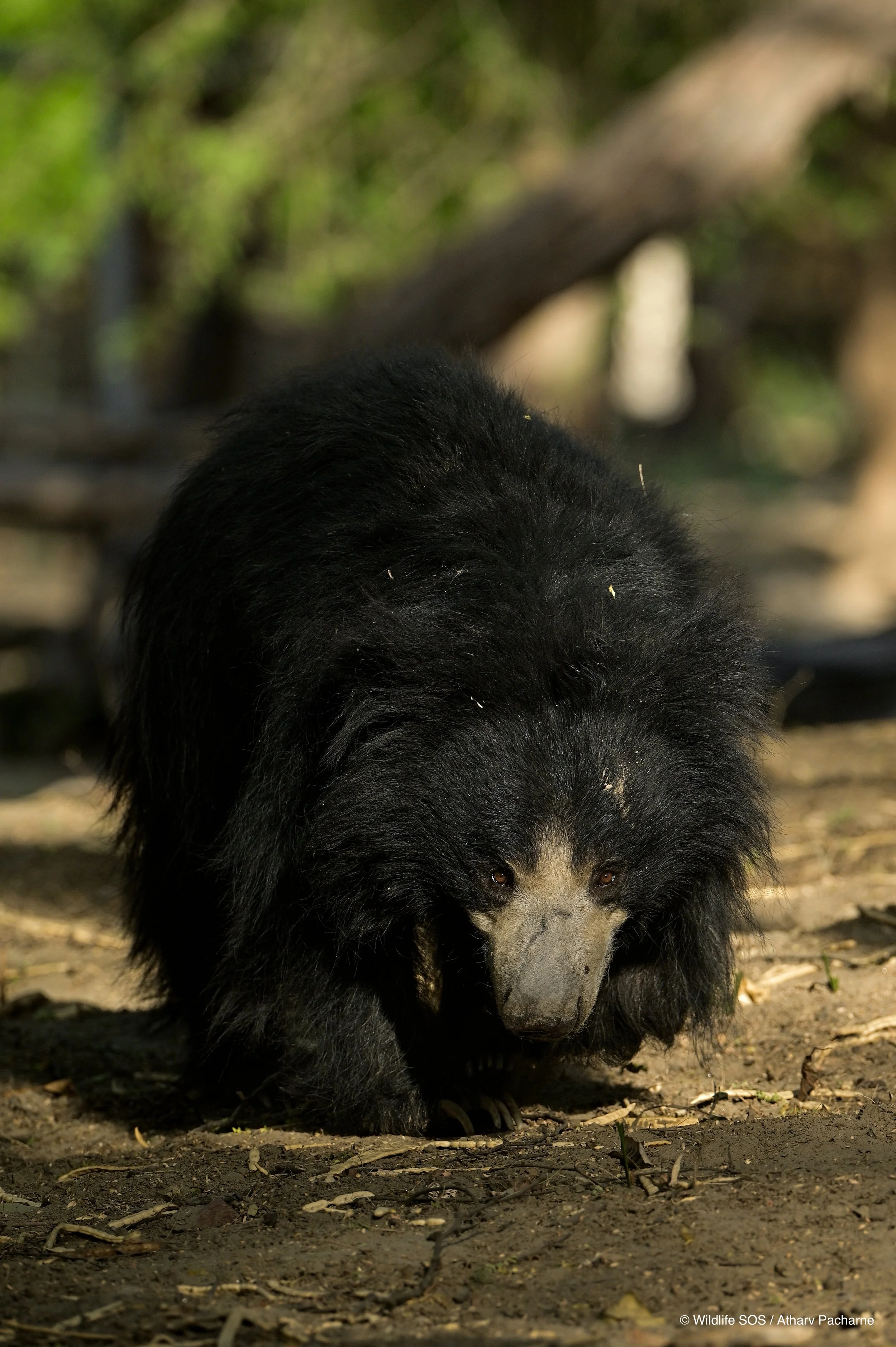 240609_ABRF_ATHARVA_BEARS_BINTHA_PLAYING_4.jpg