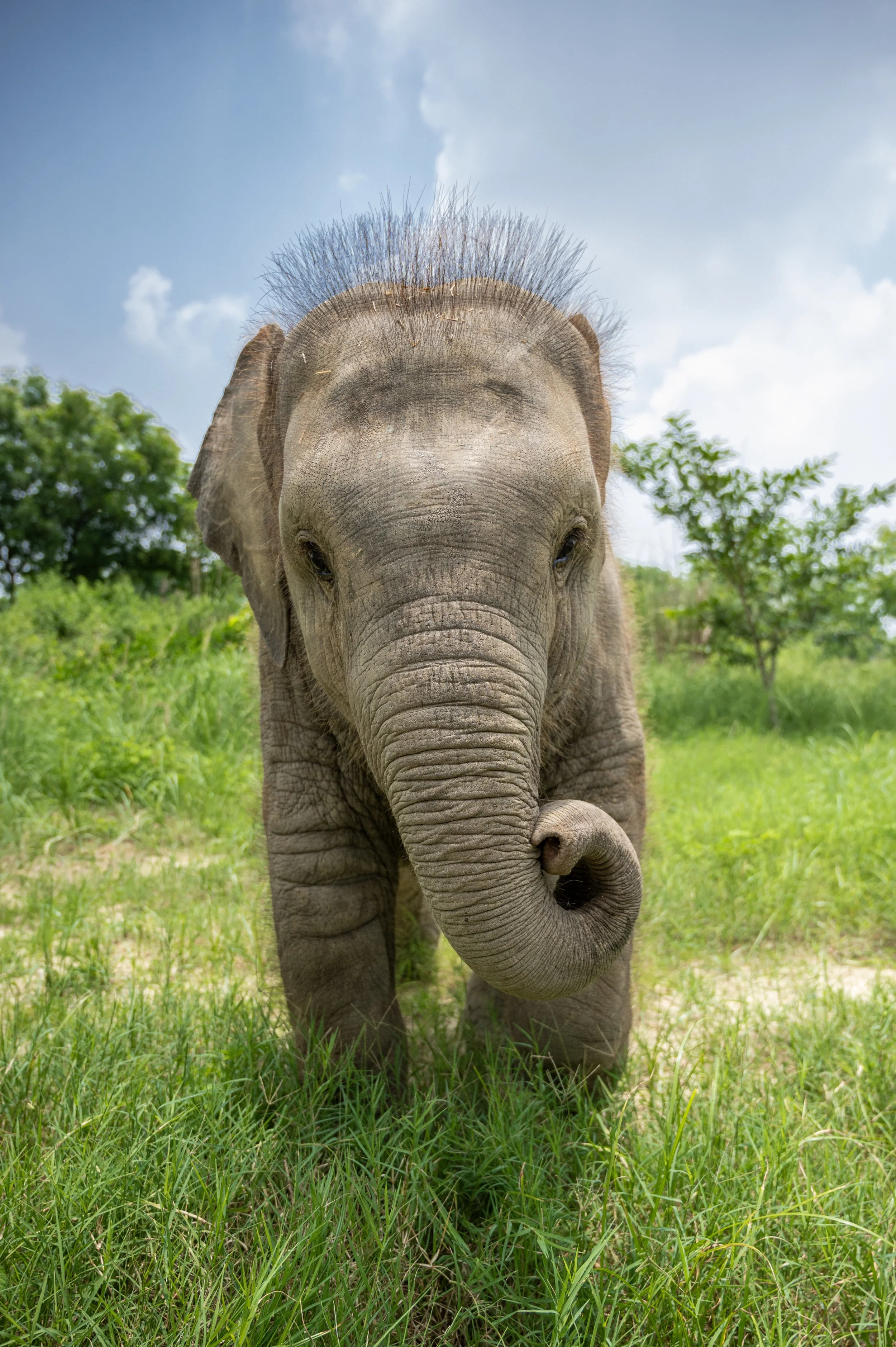 240810_EHC_ATHARVA PACHARNE_ELEPHANT_BANI_EVENING WALK_1.jpg