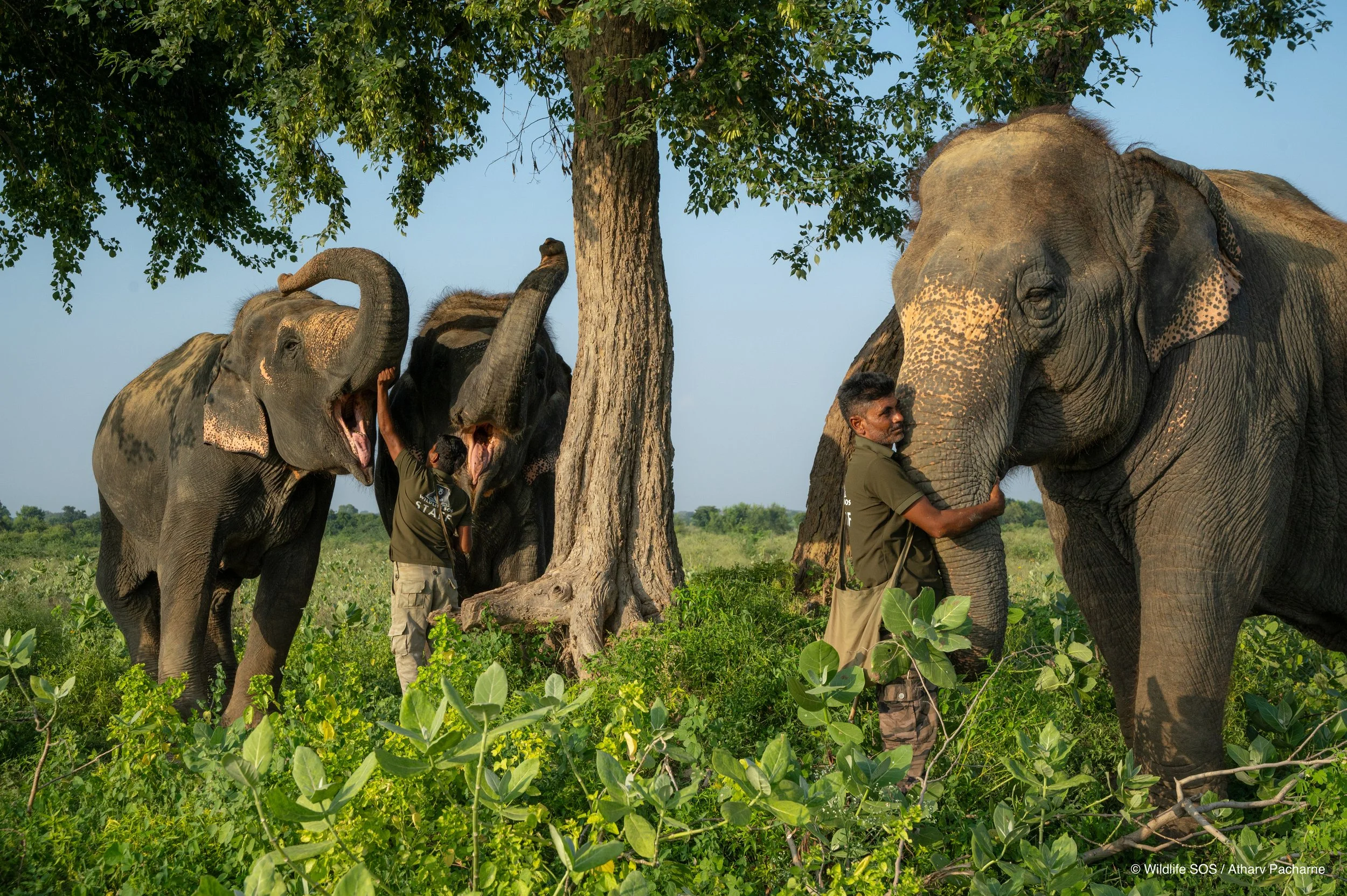 250910_ECCC_ATHARVA PACHARNE_ELEPHANTS_CHANCHAL BIJLI LAXMI_EVENING WALK_12.jpg