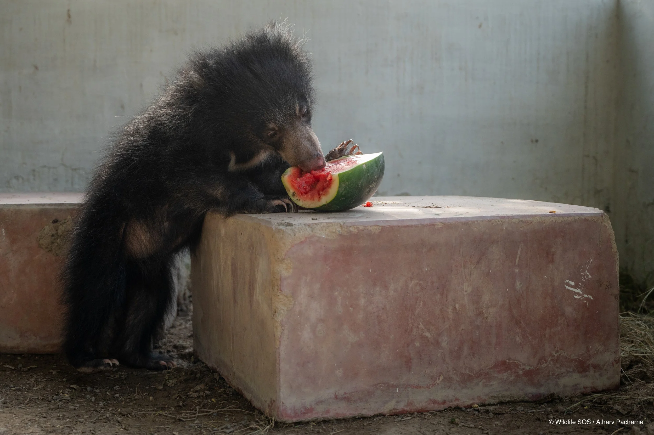 250523_ATHARVA PACHARNE_ABRF EXTENSION_SLOTH BEAR CUB_19.jpg