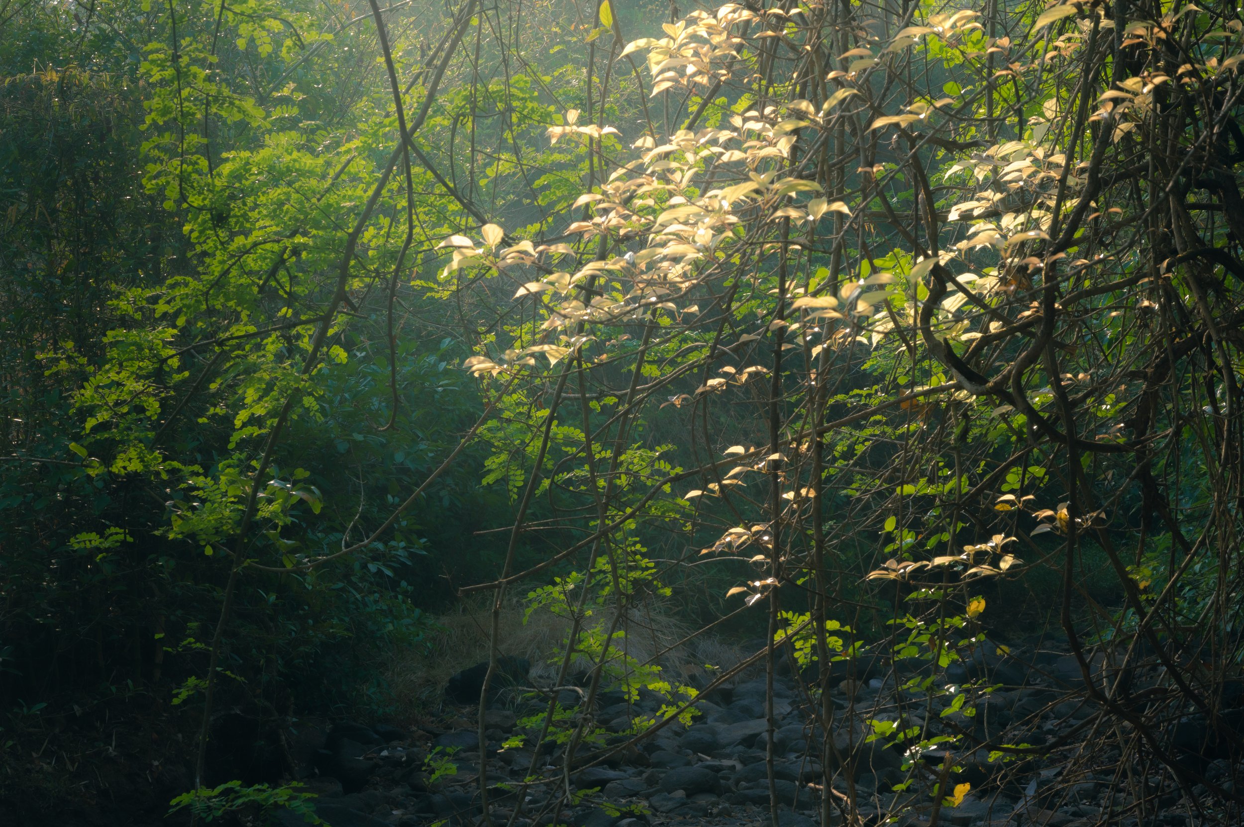 Nature 6.jpg