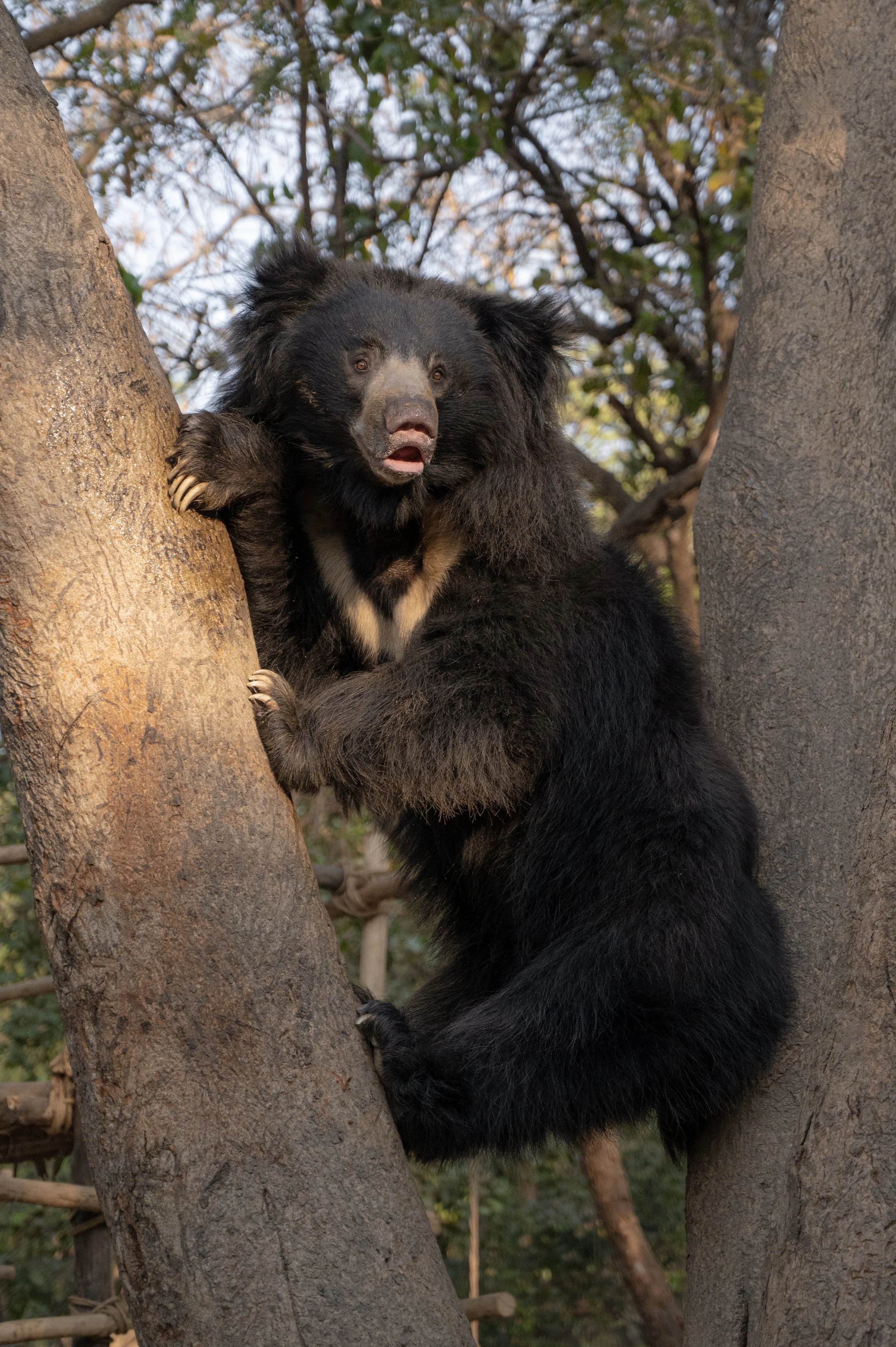 260122_ABRF_ATHARVA PACHARNE_BEAR_MOWGLI_10.jpg