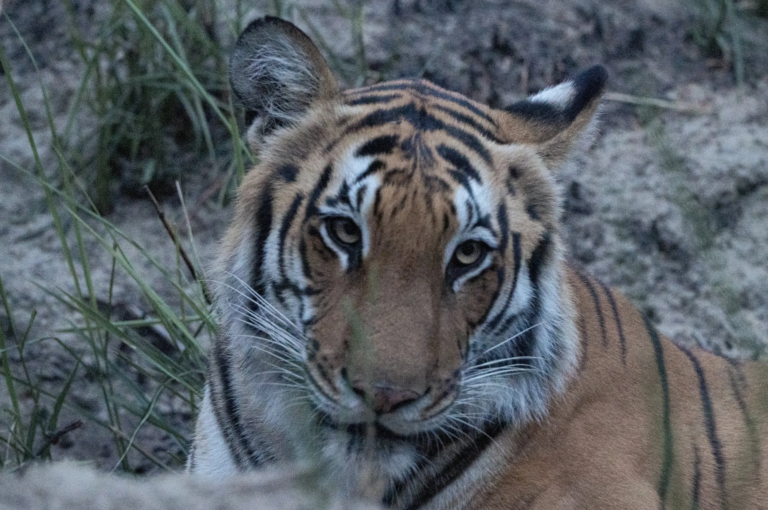 _DSC2590-1.jpeg