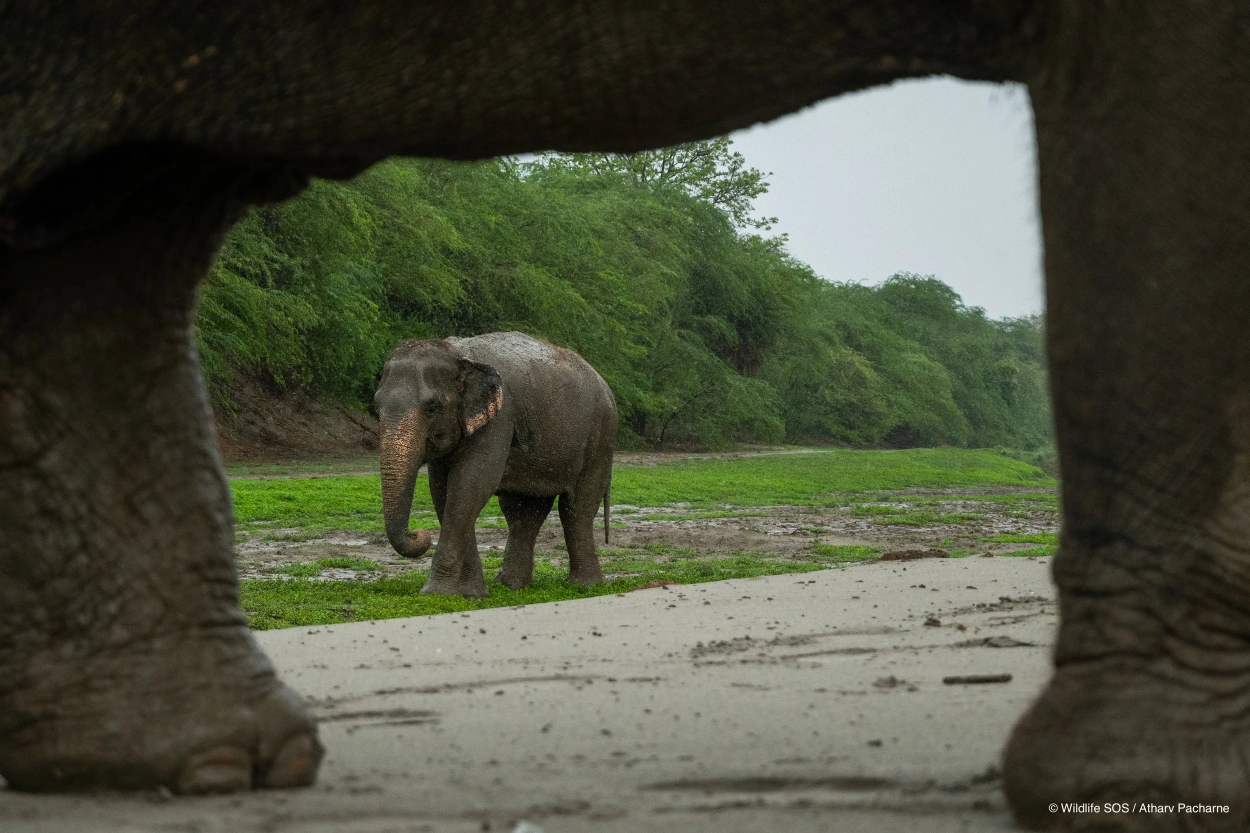 240629_EHC_ATHARVA PACHARNE_ELEPHANT_BIJLI & CHANCHAL_WALK_2.jpg