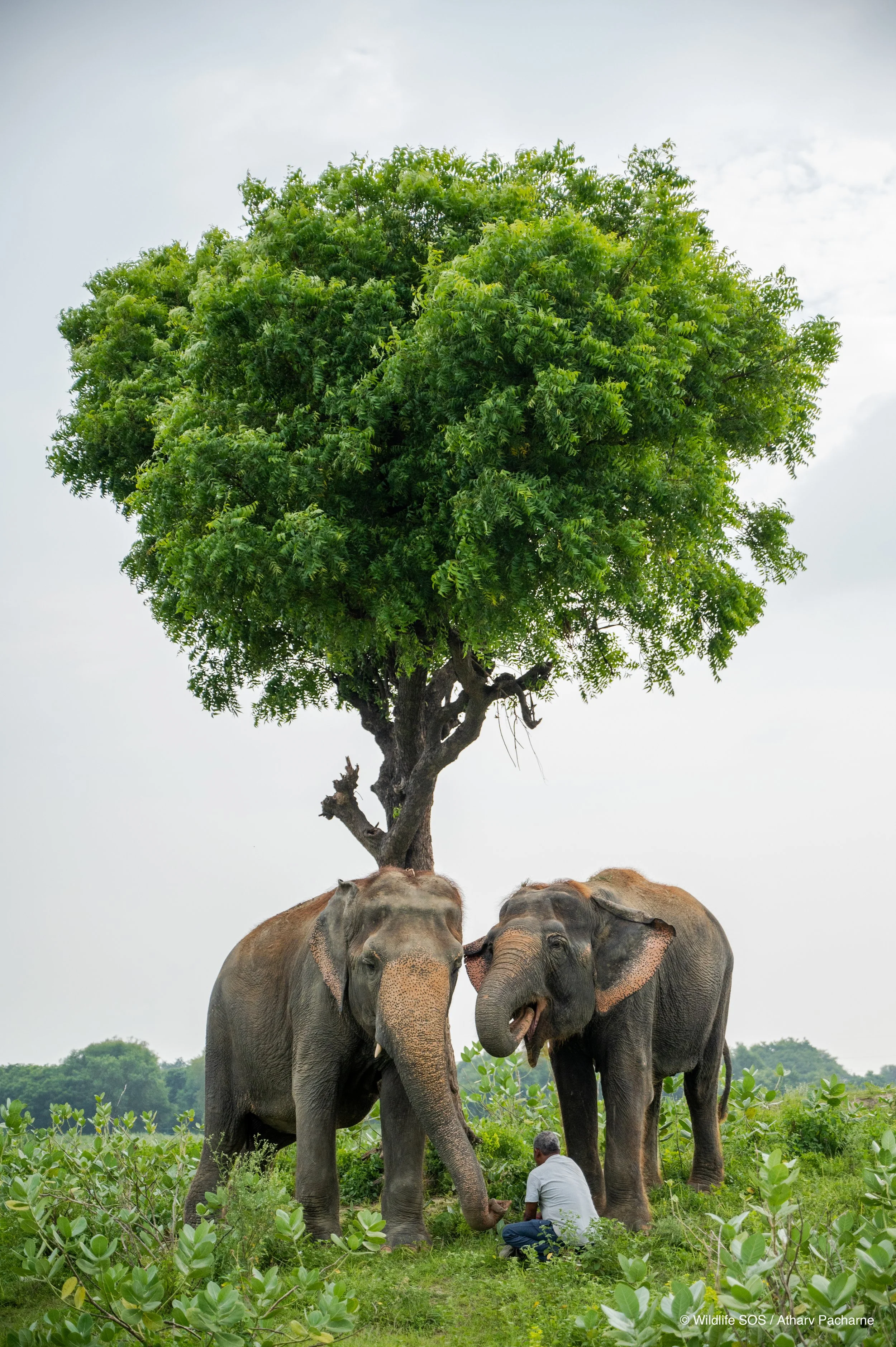 240811_AGRA_ATHARVA PACHARNE_ELEPHANT HERD_MIA RHEA_EVENING WALK_12.jpg