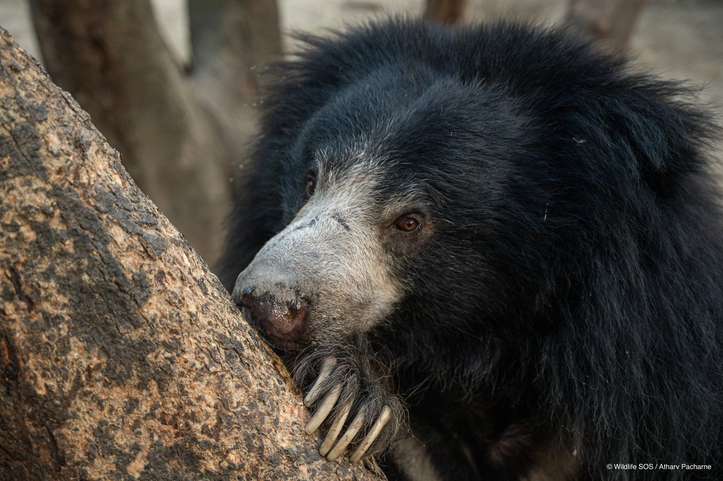 241017_ABRF_ATHARVA PACHARNE_BEAR_BINTHA_2-2.jpg