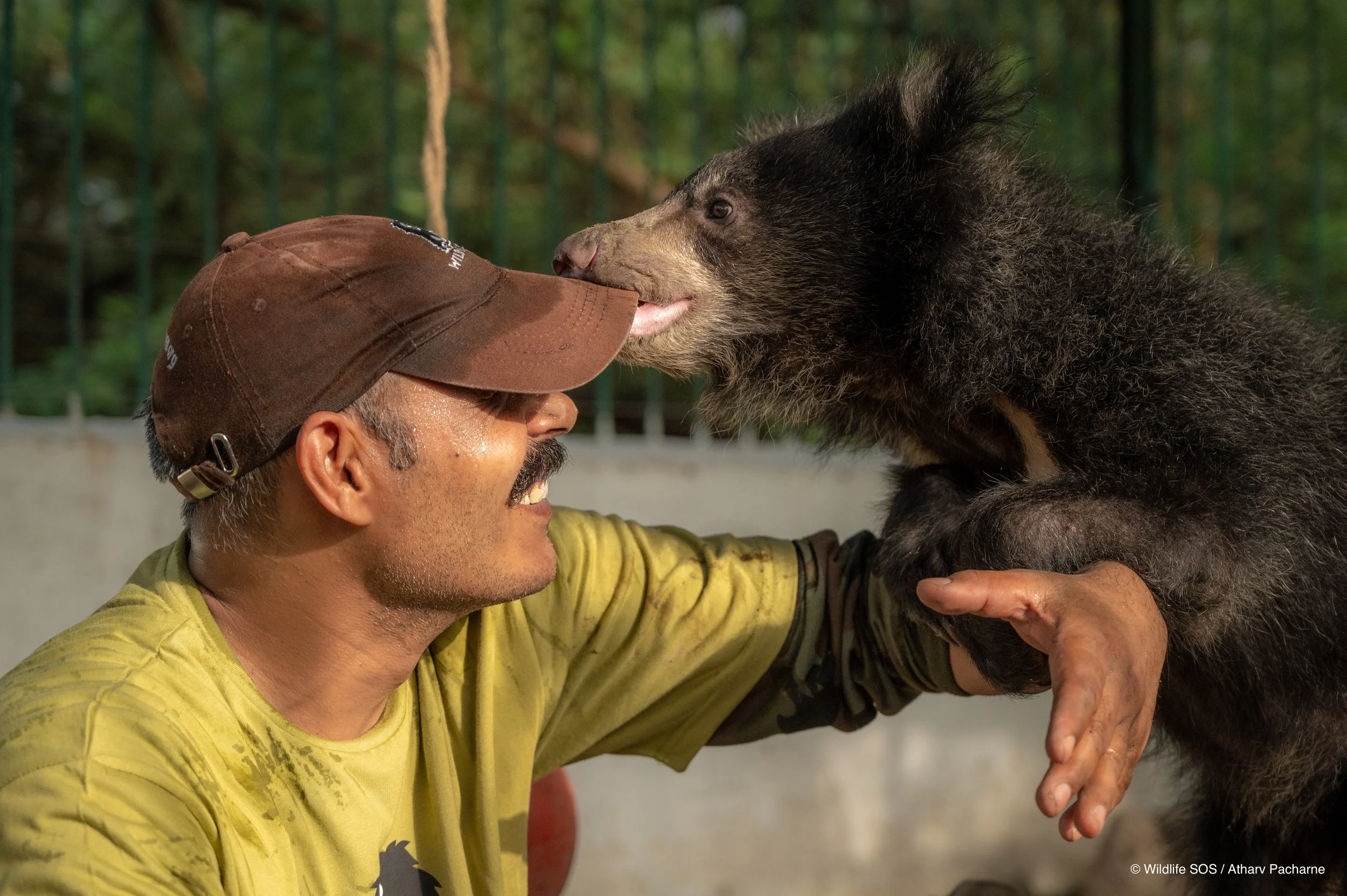 250523_ATHARVA PACHARNE_ABRF EXTENSION_SLOTH BEAR CUB_42.jpg