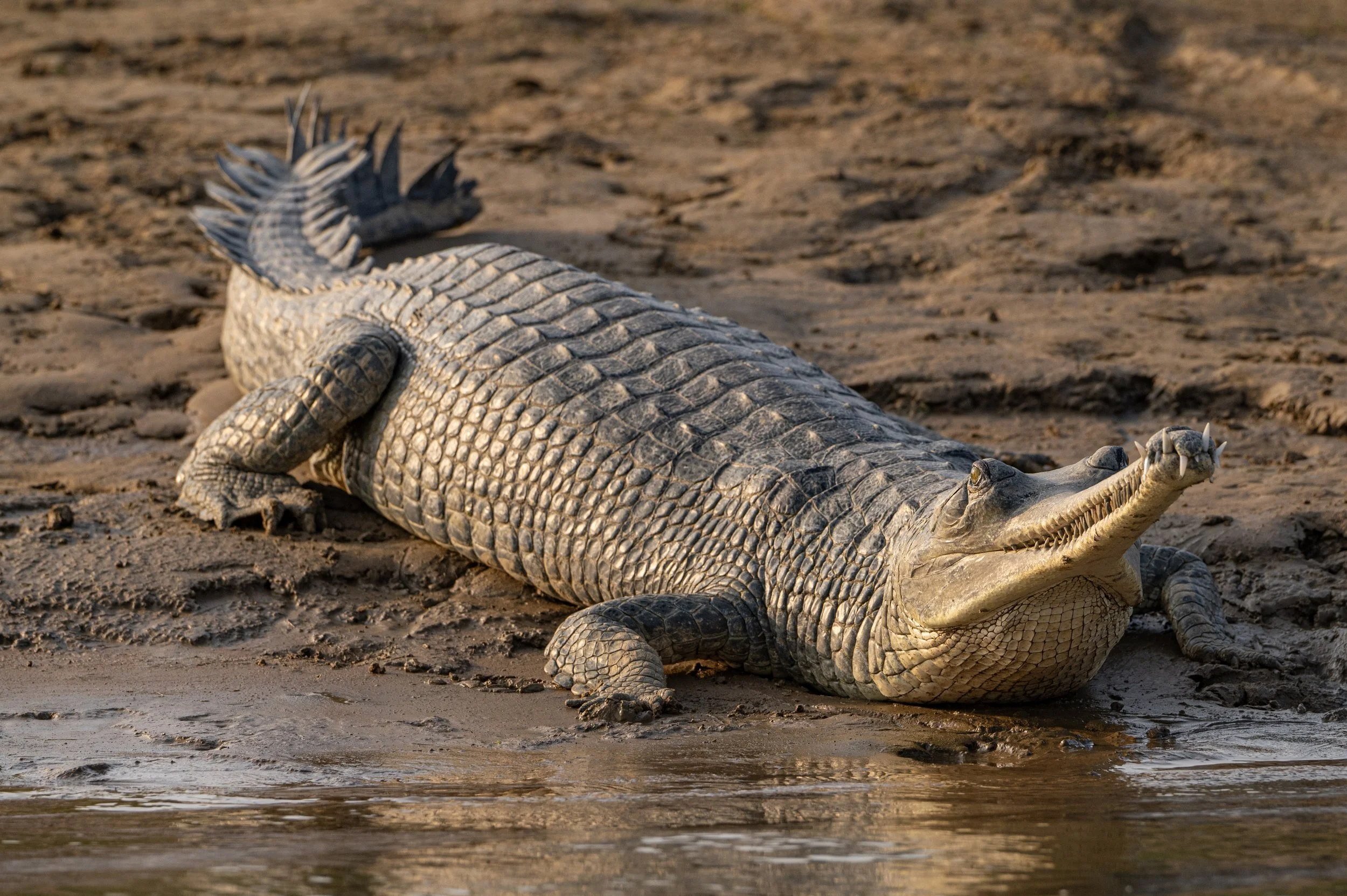 A crocodile lying on the muddy ground near water during daylight.